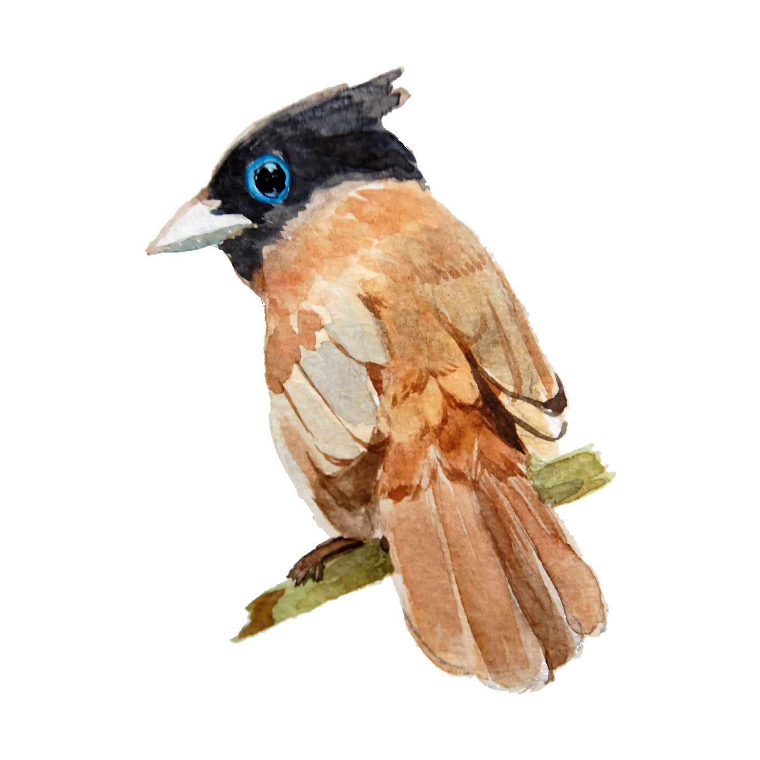 Watercolor painting of a colorful bird perched on a branch against a white background.