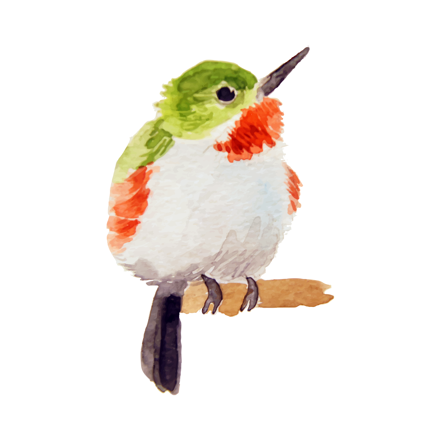 Watercolor illustration of a small bird with green, red, and white plumage perched on a branch.