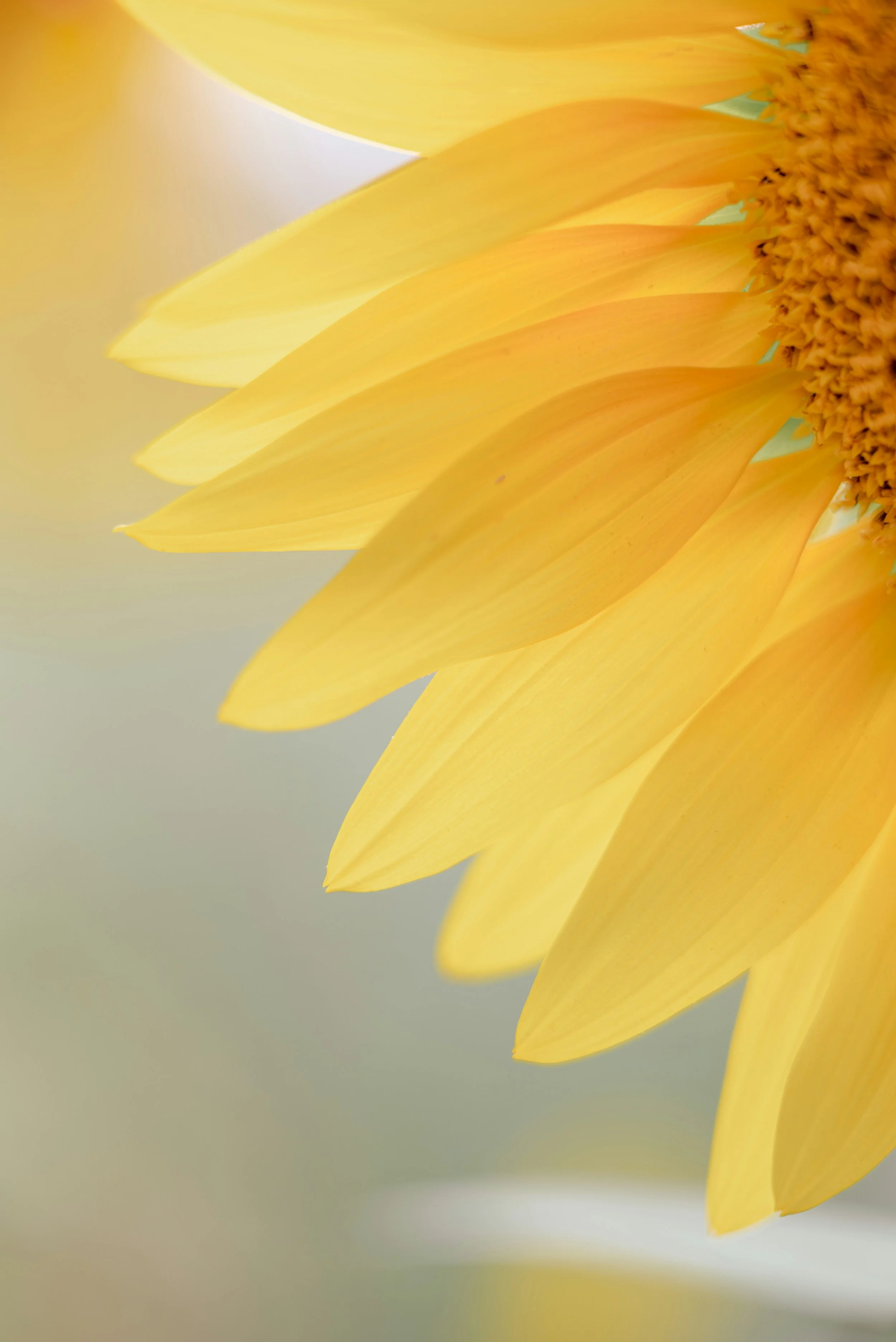 Close-up of a sunflower's yellow petals and central disc. The petals are elongated and pointed, overlapping each other, with a blurred green background.