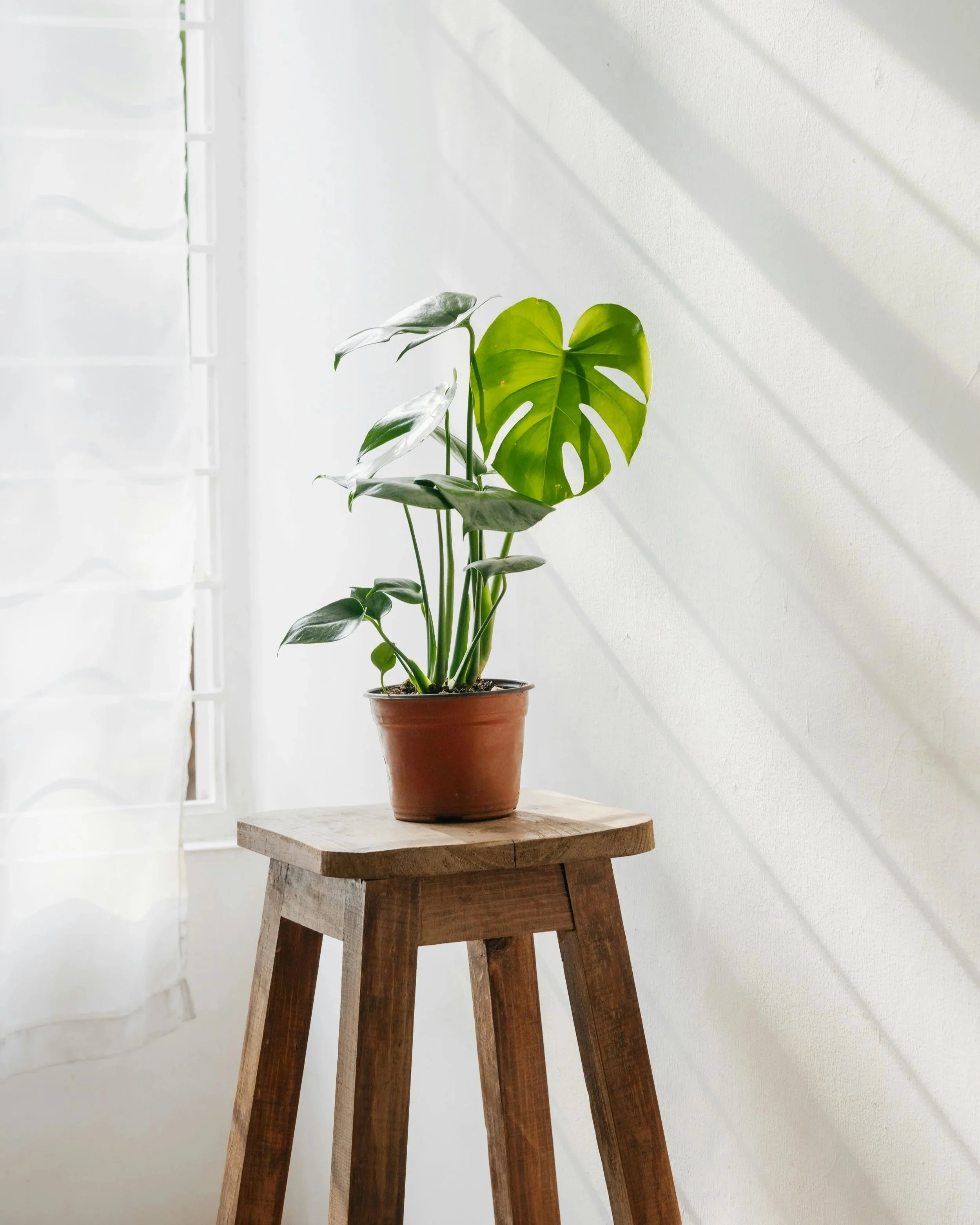 Decorative Photo of a Plant on a Stool