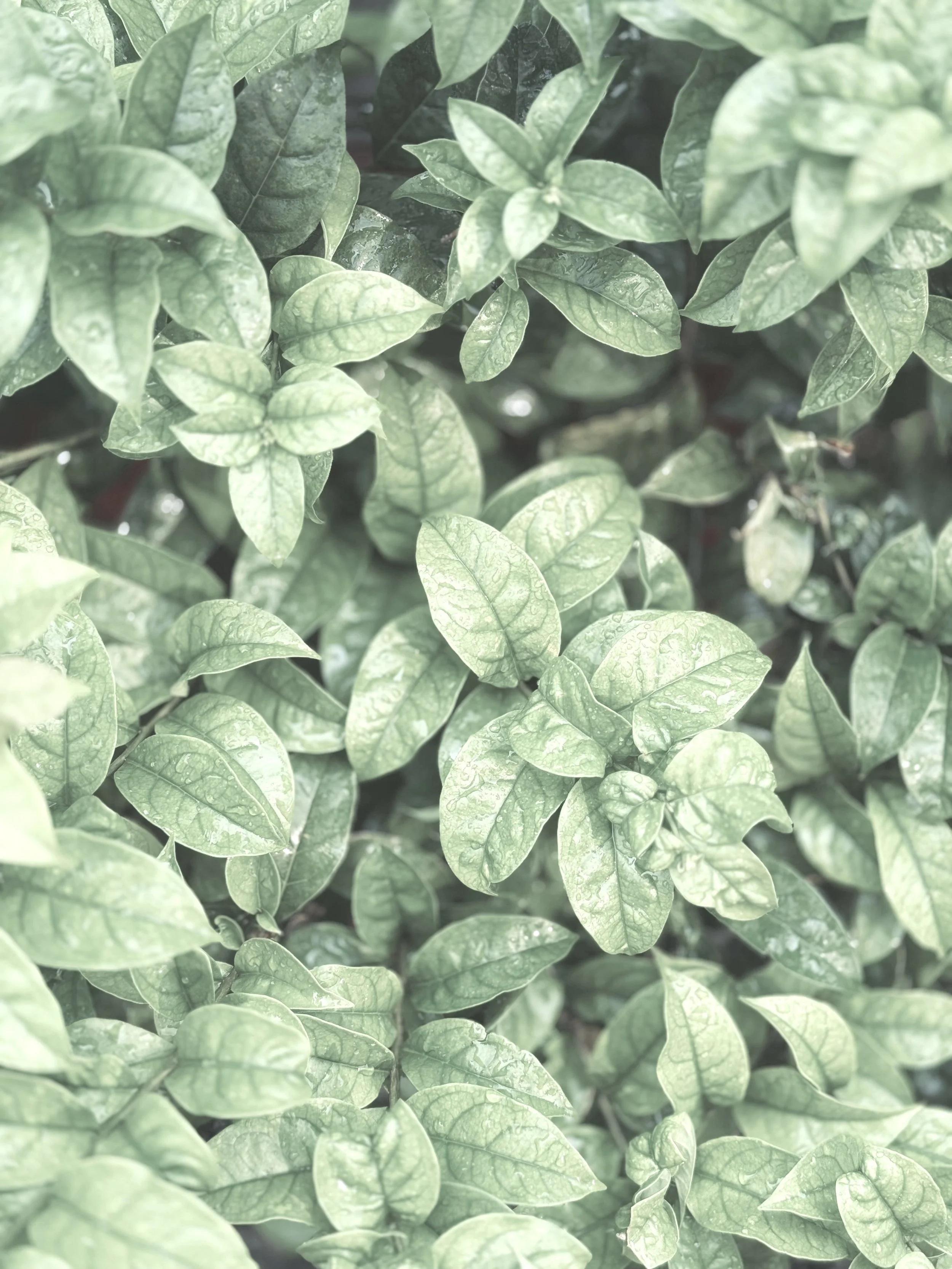 Close-up of numerous green and variegated leaves