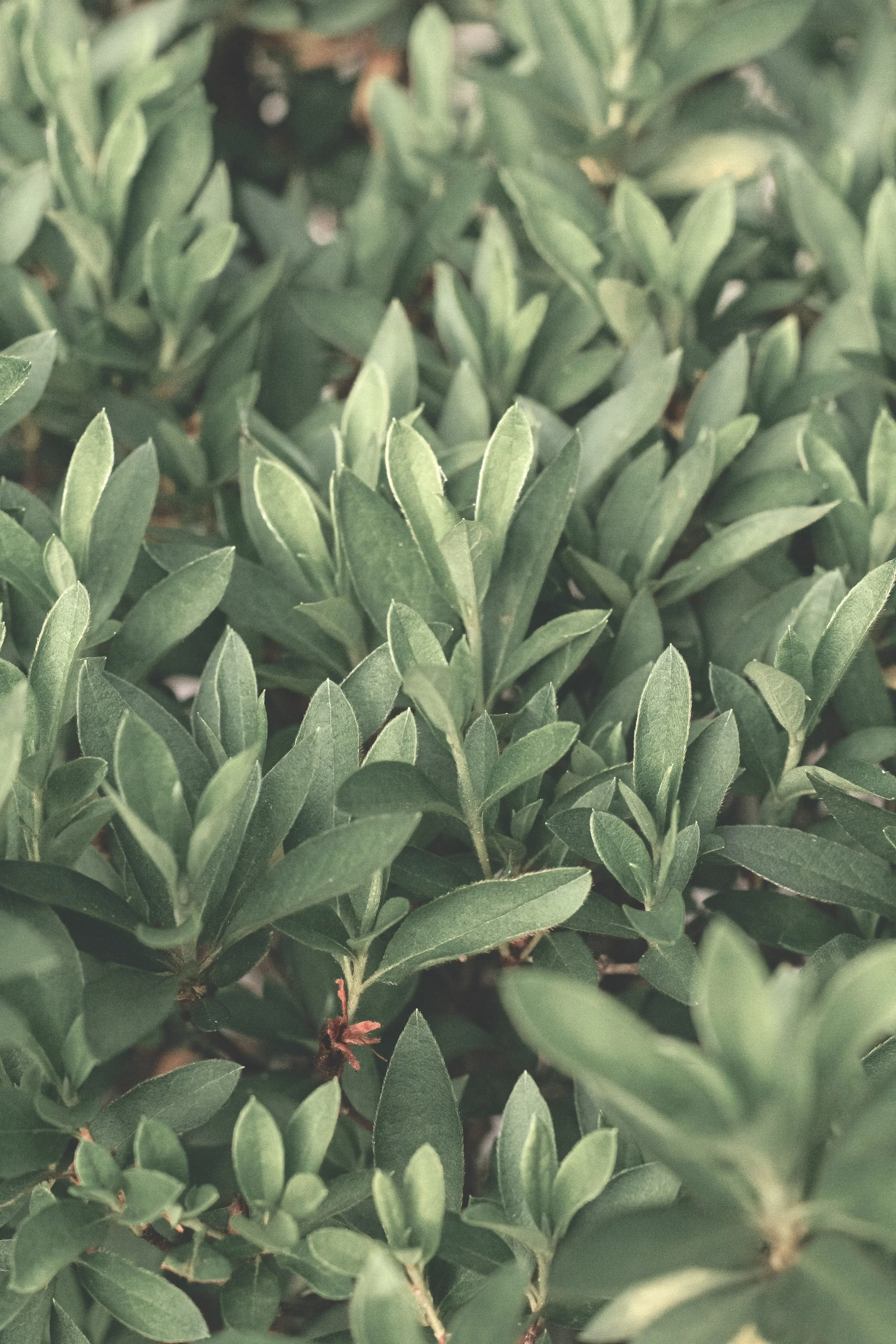 Close-up of green leafy plants with oval-shaped leaves.