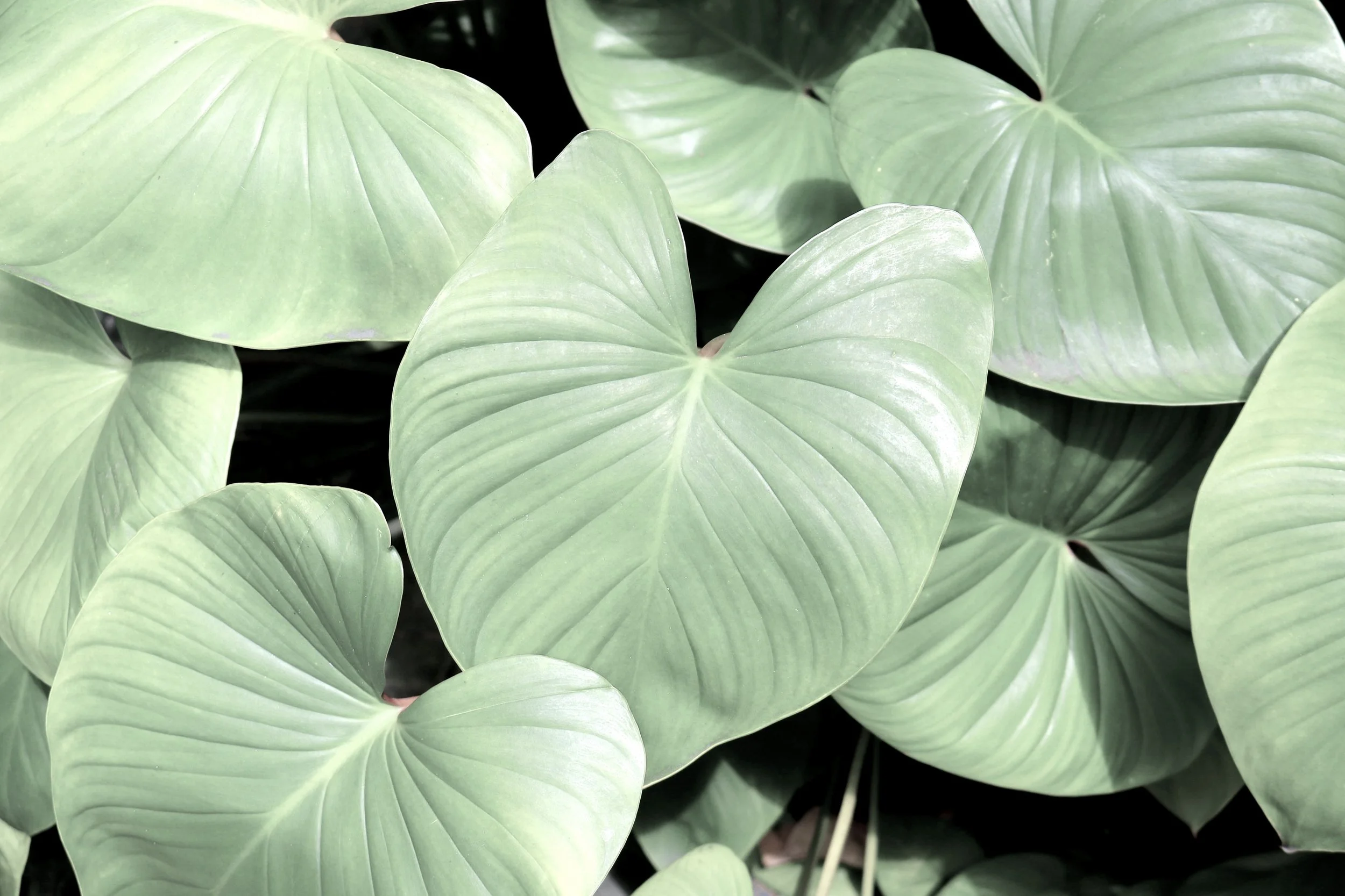 Close-up of light green heart-shaped leaves with prominent veins.