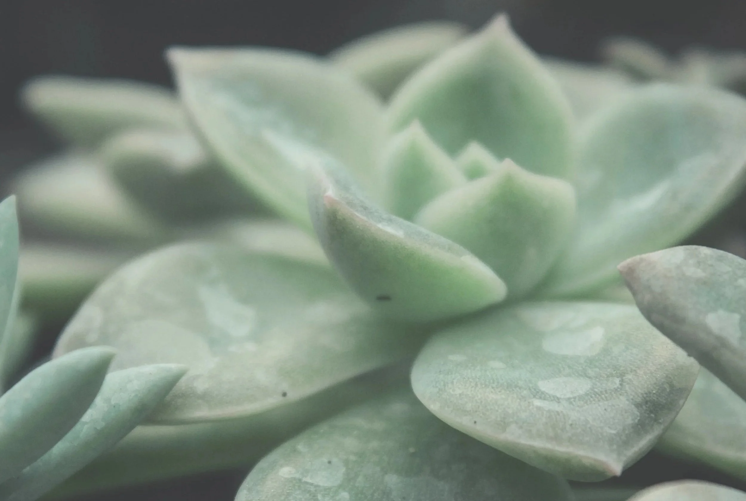 Close-up of a pale green succulent plant with thick, fleshy leaves.