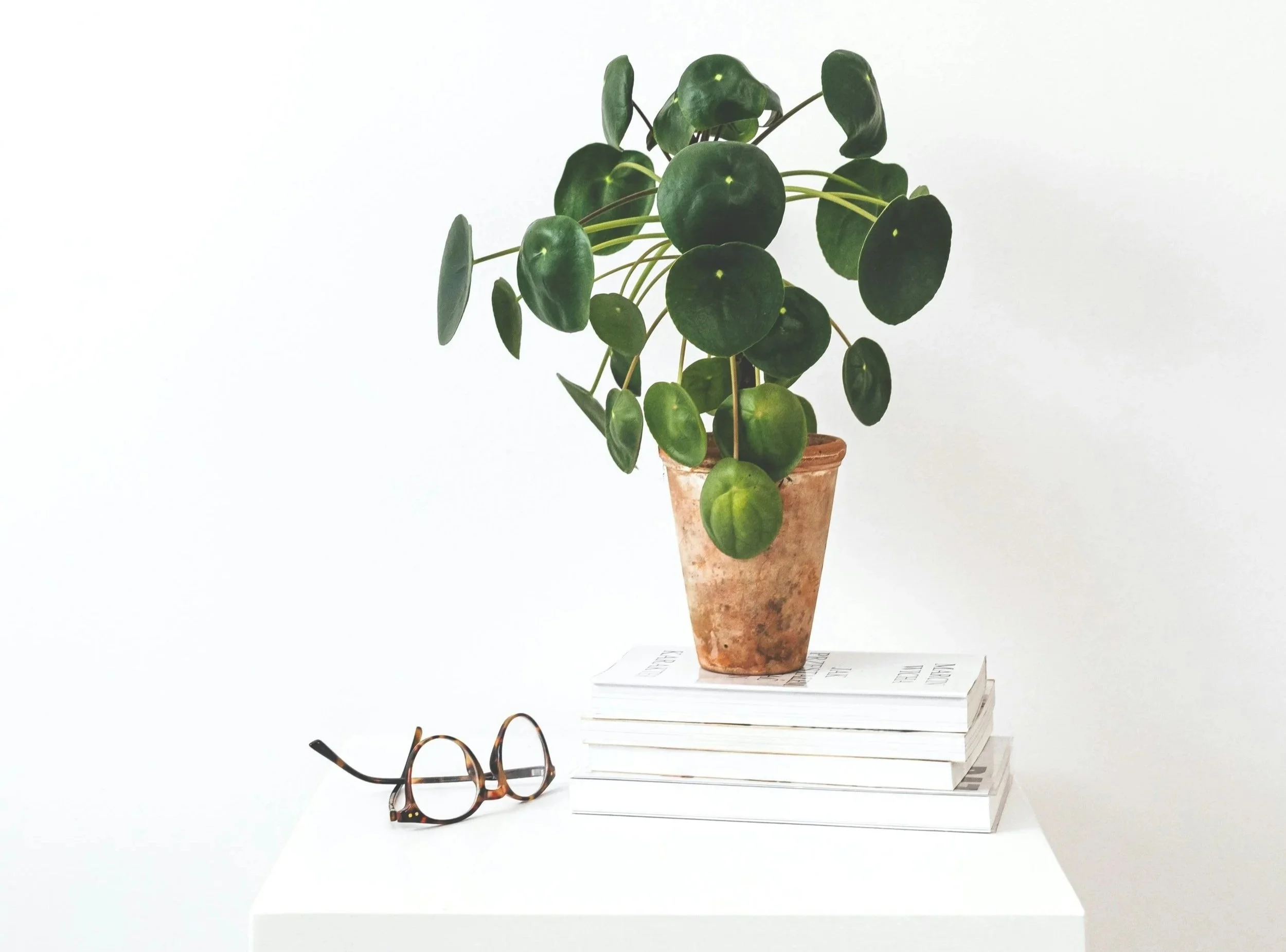A houseplant with round green leaves in a terracotta pot on top of a stack of magazines. Glasses placed on the magazines and a white background.