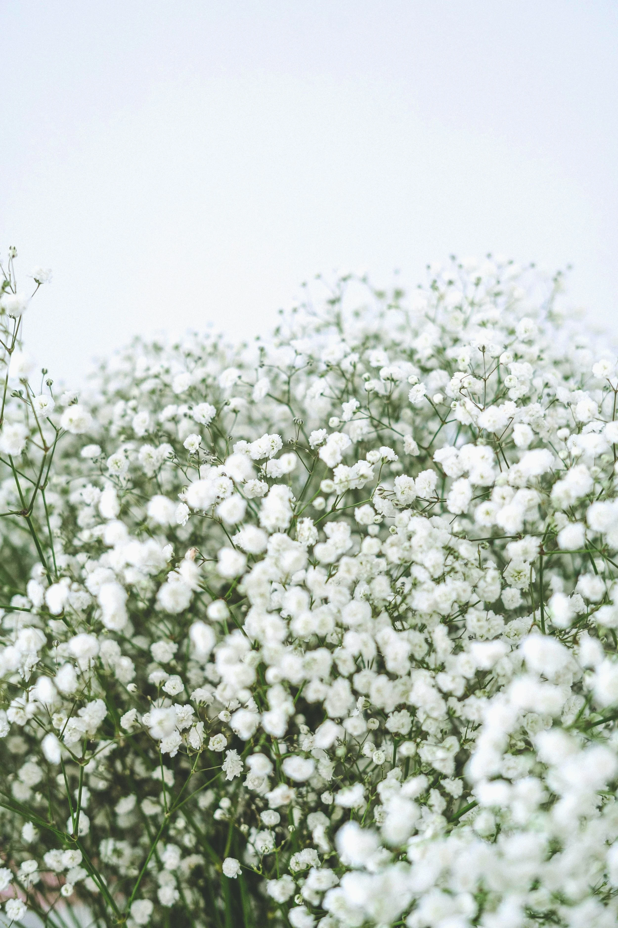 Close-up of white baby's breath flowers with a blurred background.