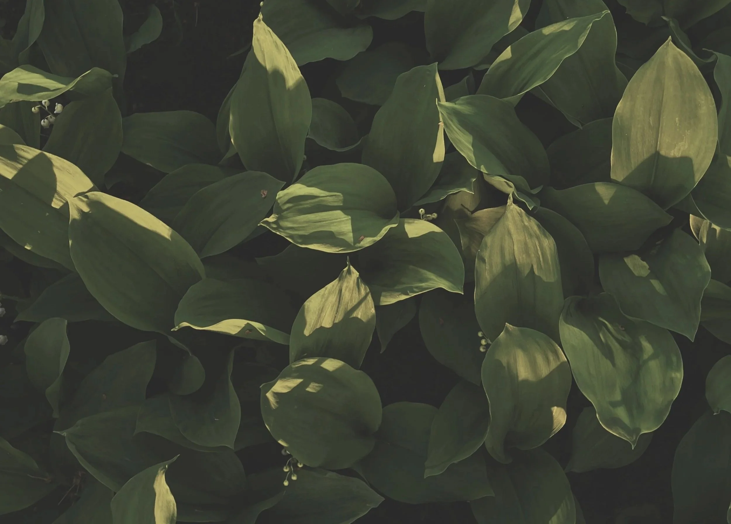 Close-up of green leaves with small white flowers.