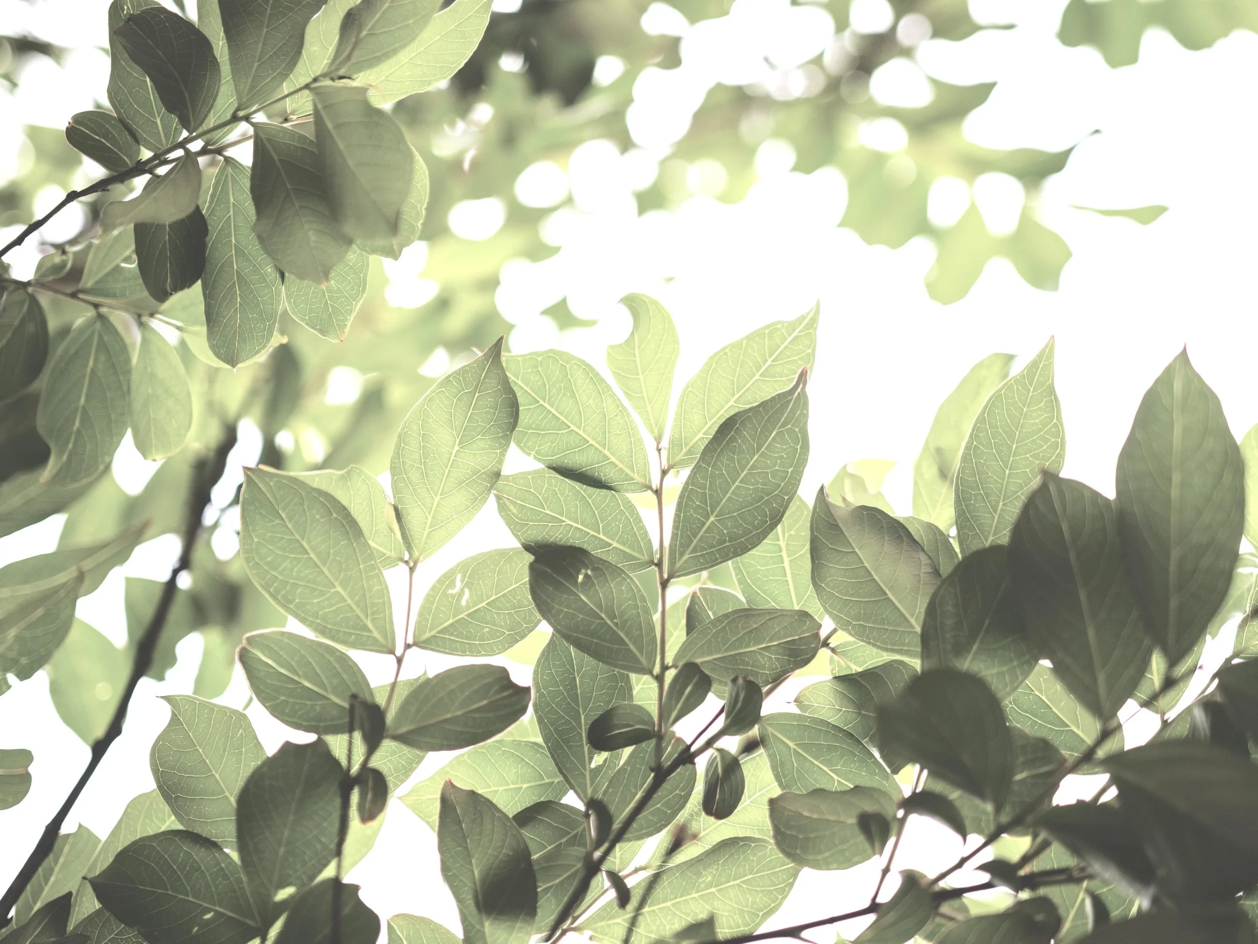 Close-up of green leaves on a tree with sunlight shining through, creating a bright background.