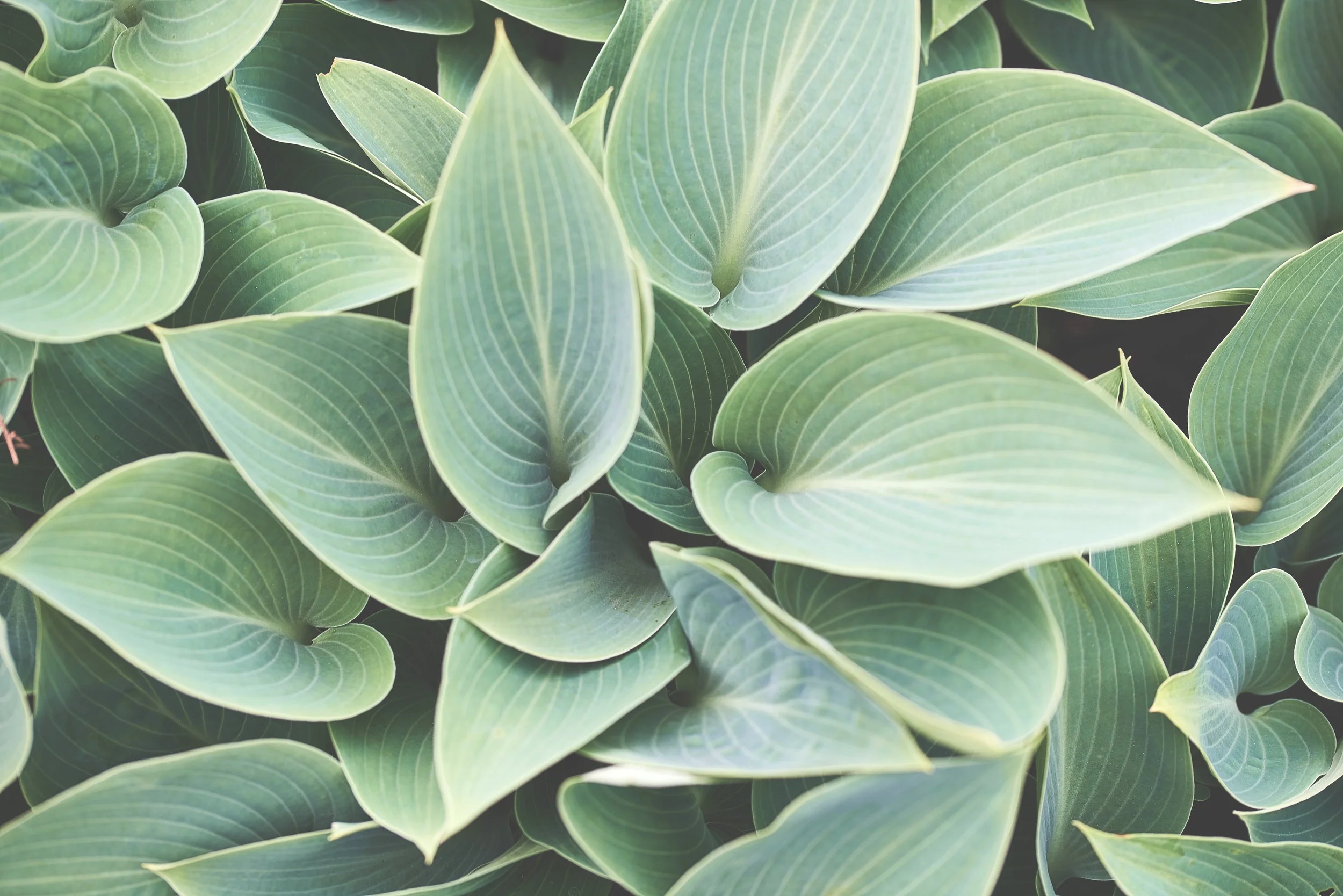 Close-up of green glossy leaves with prominent veins, overlapping each other.