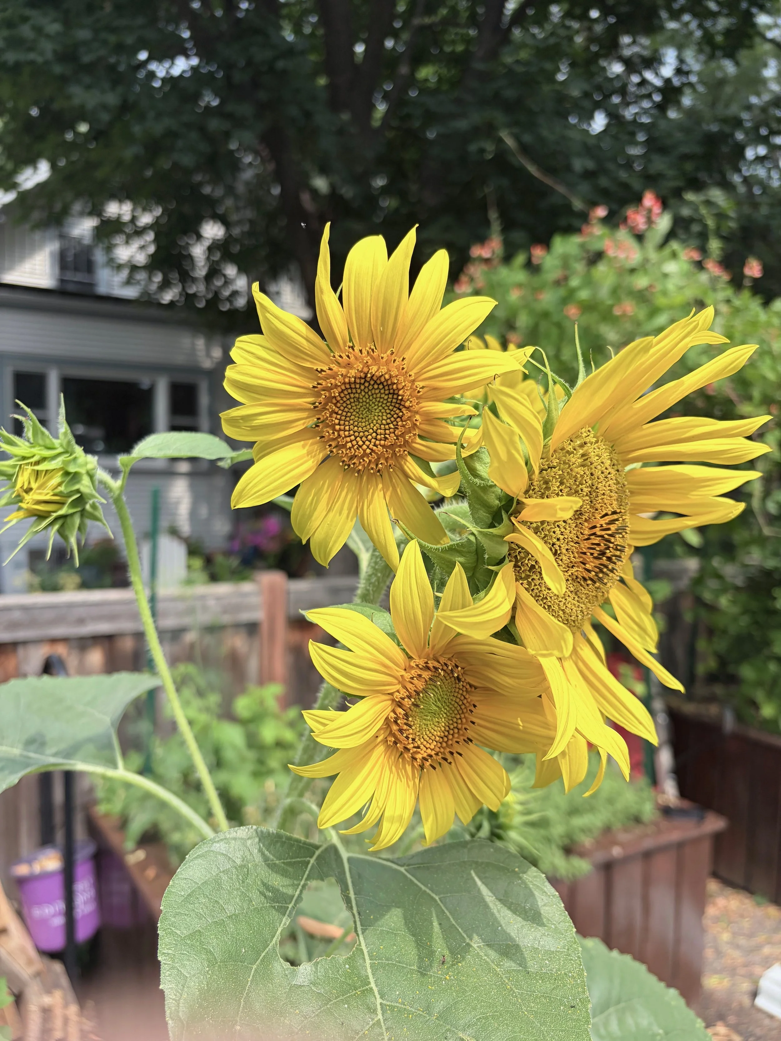 Yellow sunflowers in bloom with a garden background and greenery.