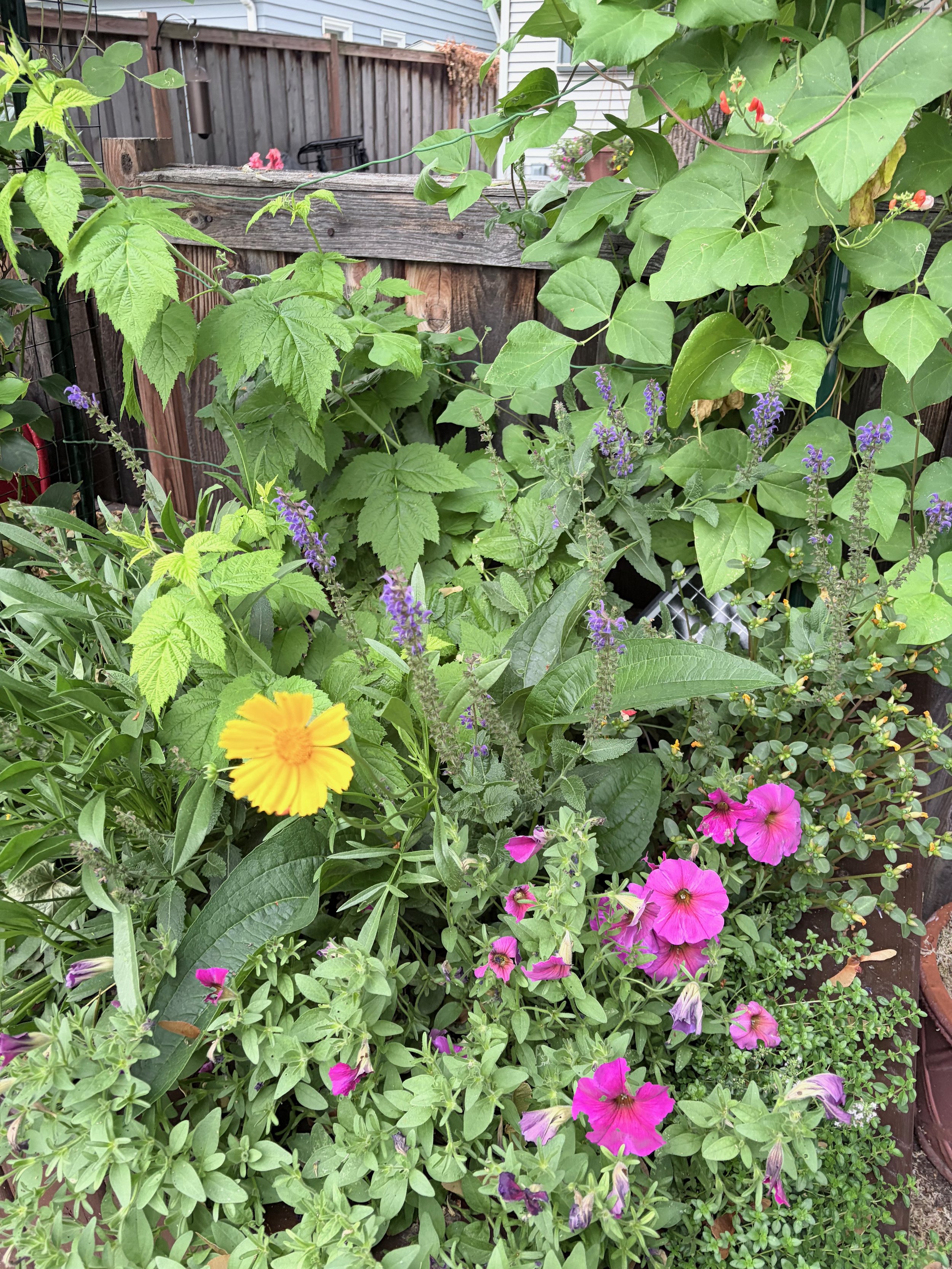 A garden with various green leafy plants and colorful flowers, including pink, purple, and yellow blooms. There is a wooden fence and a house in the background.