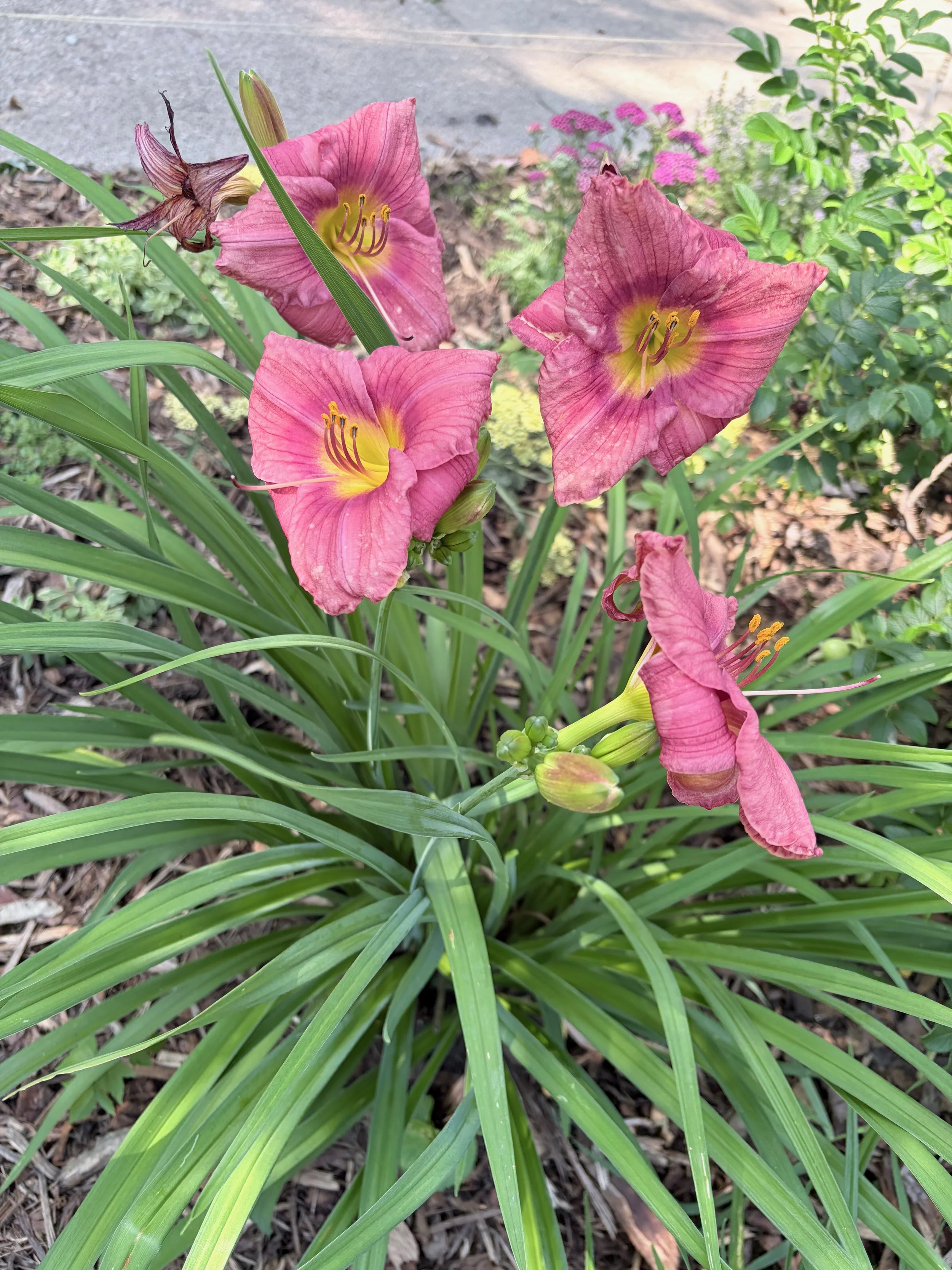 Pink daylilies with yellow centers blooming among green, sword-shaped leaves on a garden bed with soil and mulch.