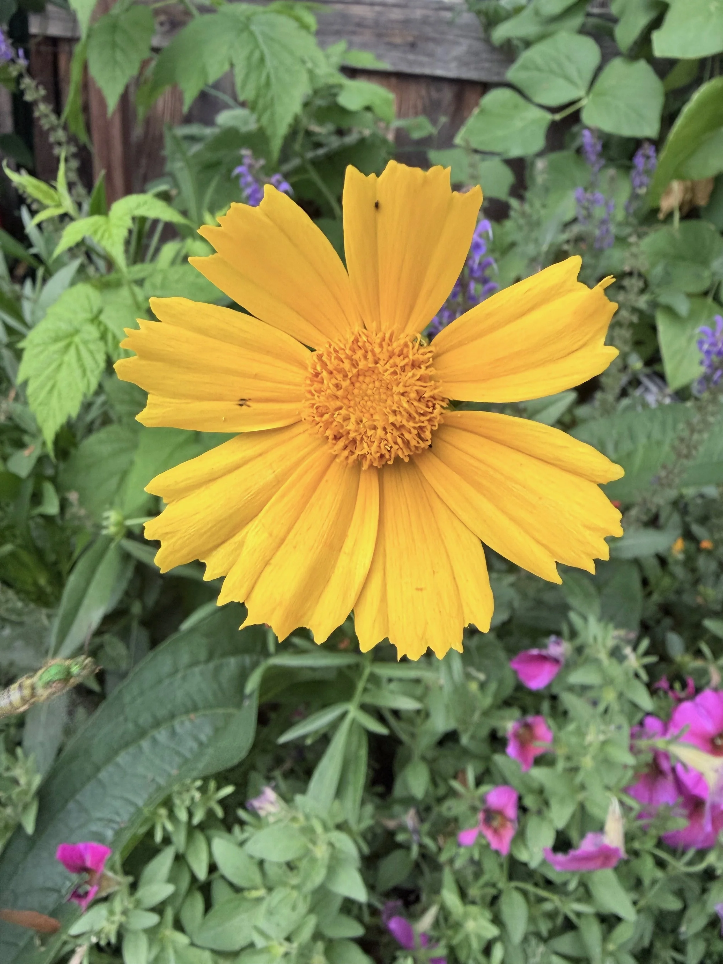 A vibrant yellow flower with a round center, surrounded by green leaves and purple flowers in a garden setting.
