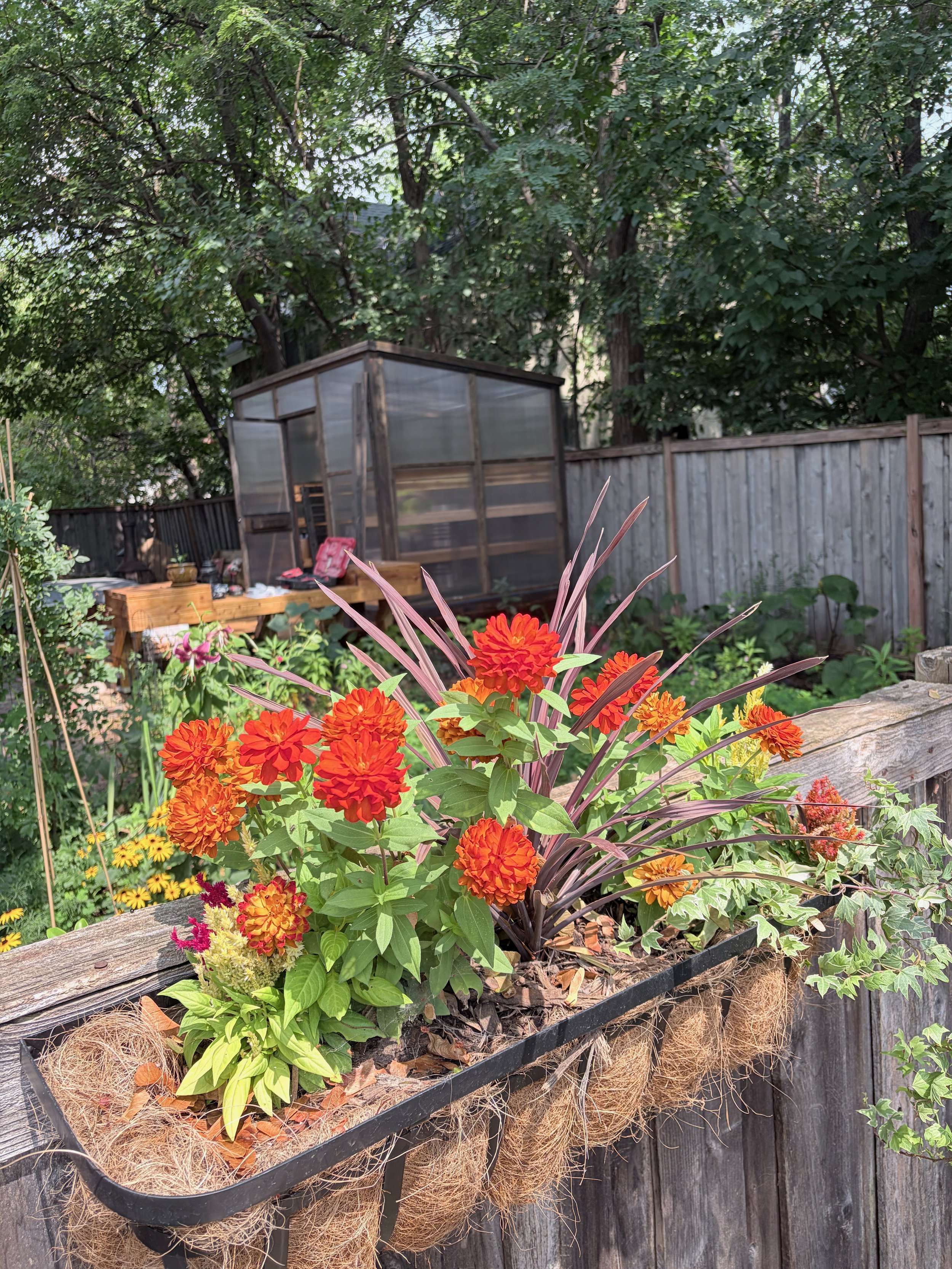 A garden with a flower bed containing orange and red flowers, some greenery, and a wooden fence in the background. There is also a small greenhouse or shed with a wooden frame and transparent panels.