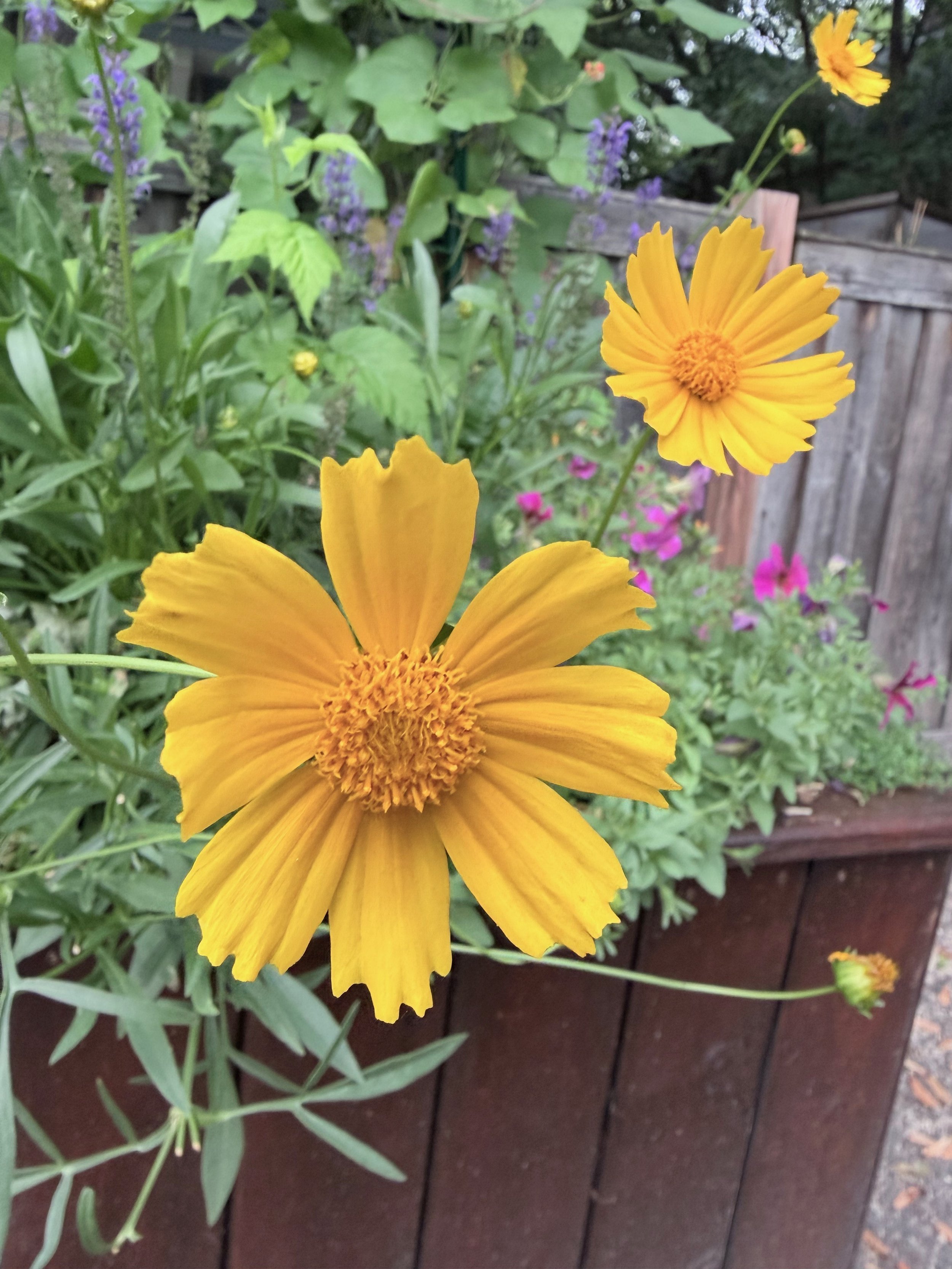 Yellow flower with a detailed center in a garden with various green plants and purple and pink flowers, a wooden fence in the background.