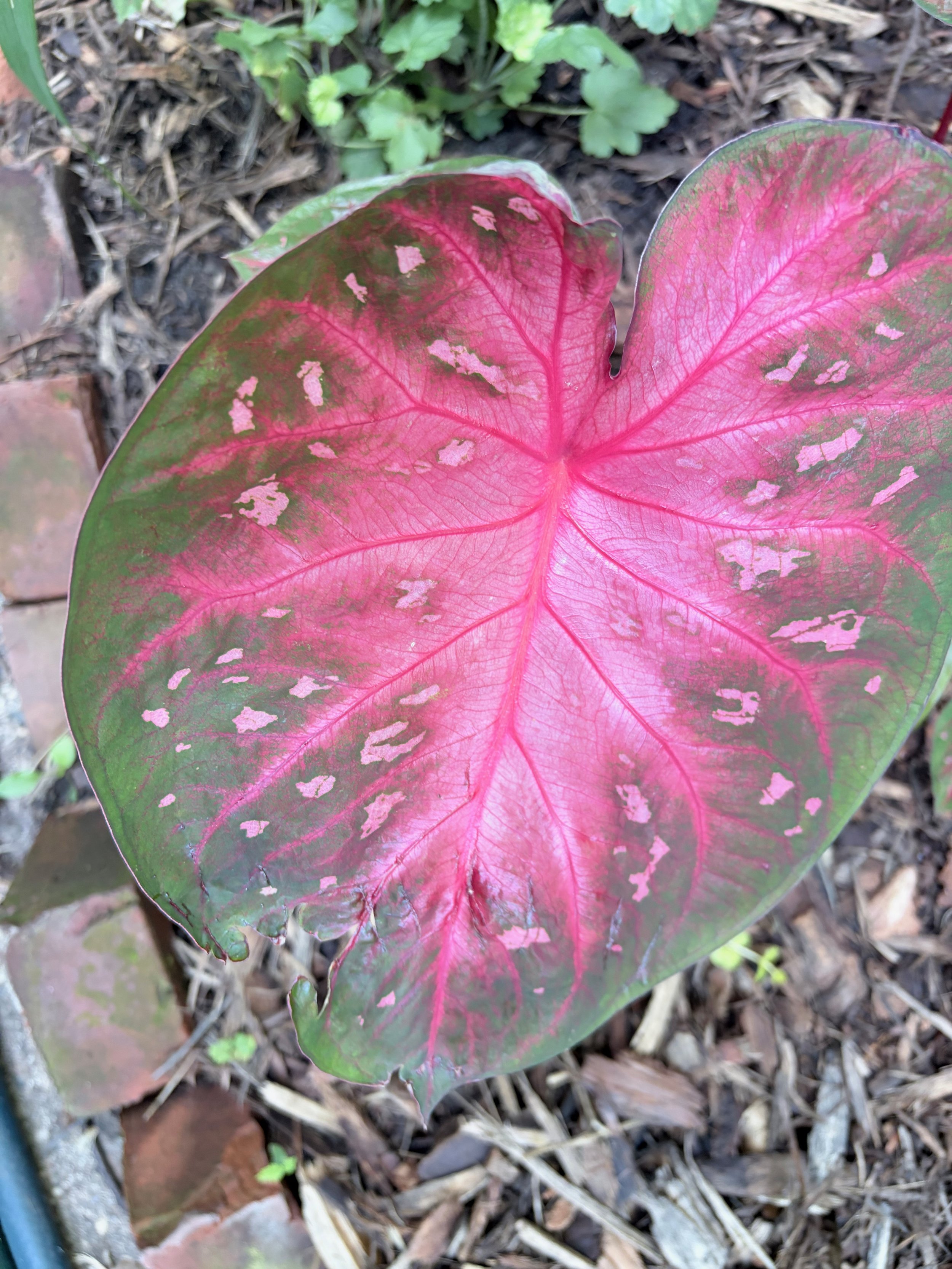 A single large, colorful leaf with pink and green patches lying on soil with mulch and small green plants around.