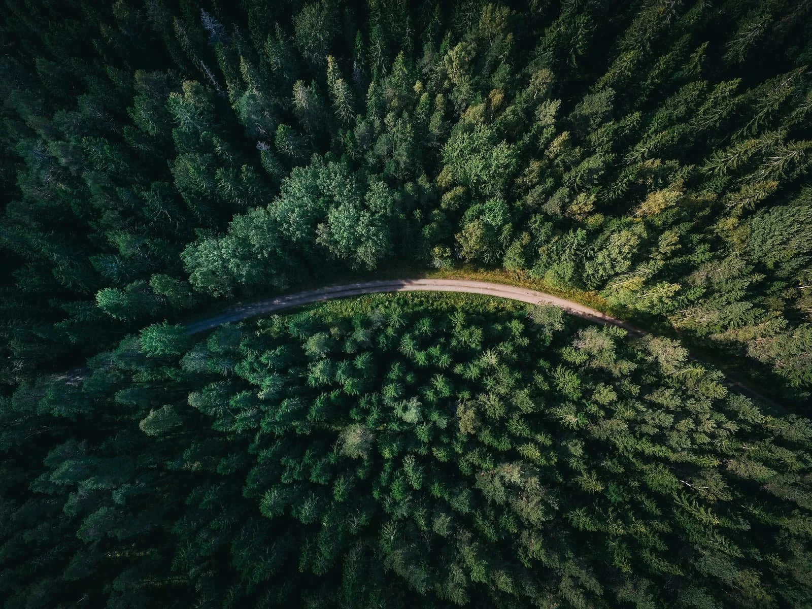 road in the middle of the forest sunny