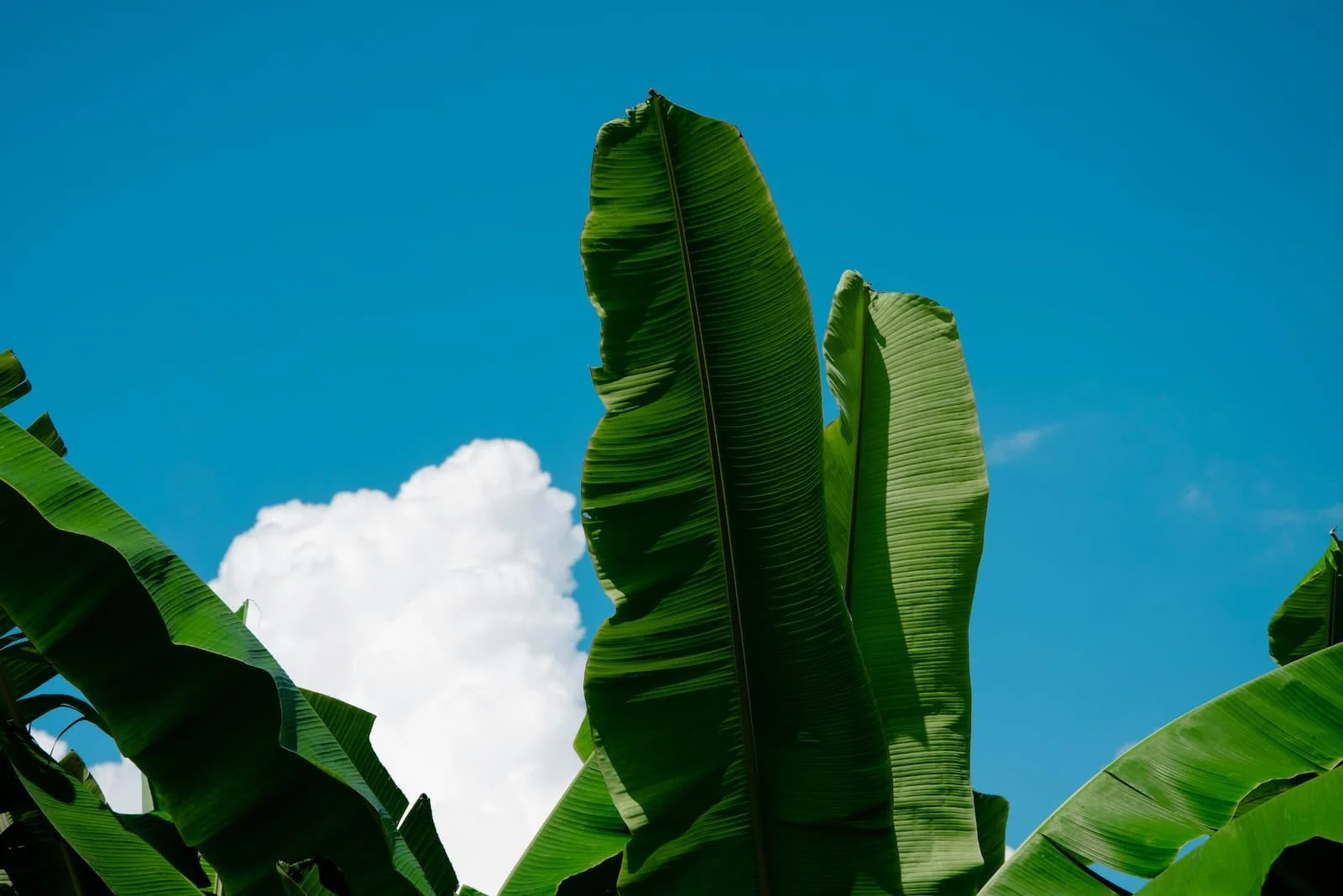 green banana leaves over blue skies with white cloud