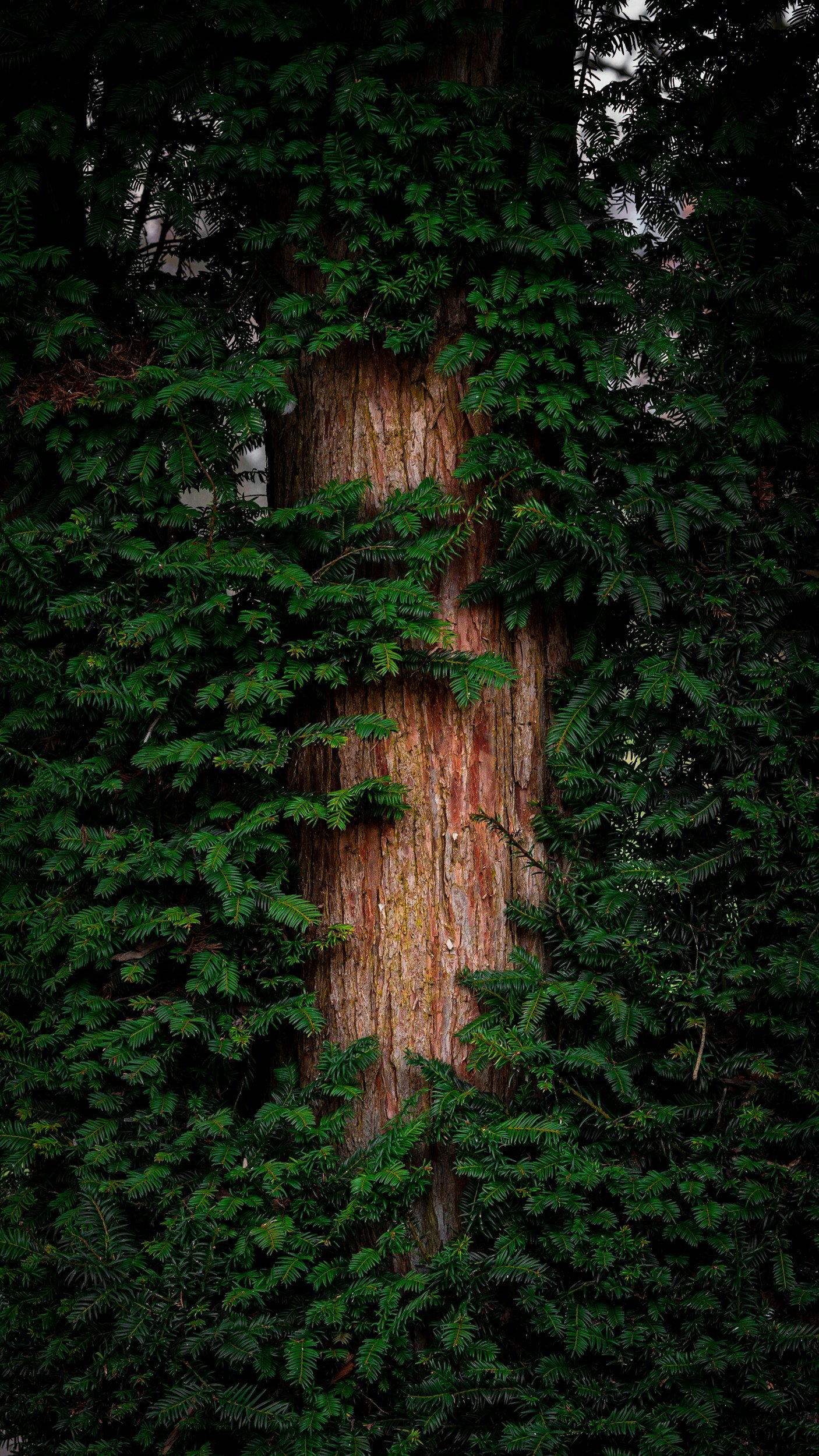 green leaves covering brown tree trunk