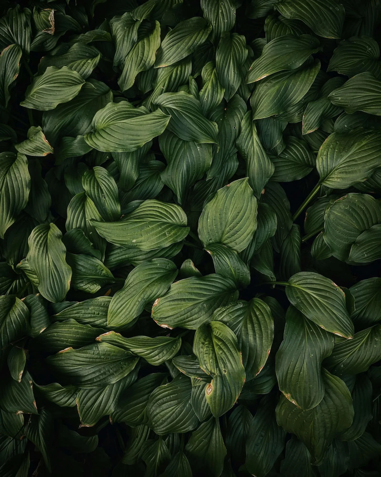 green leaves black background