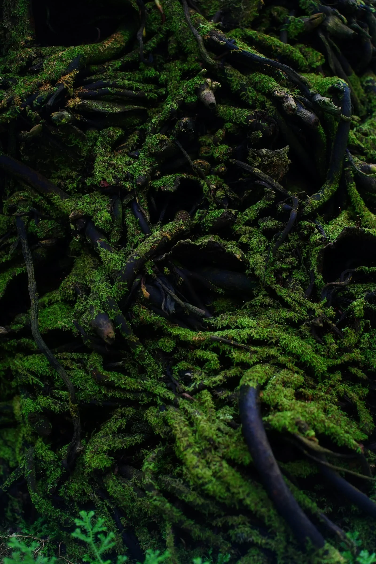 mossy green root system