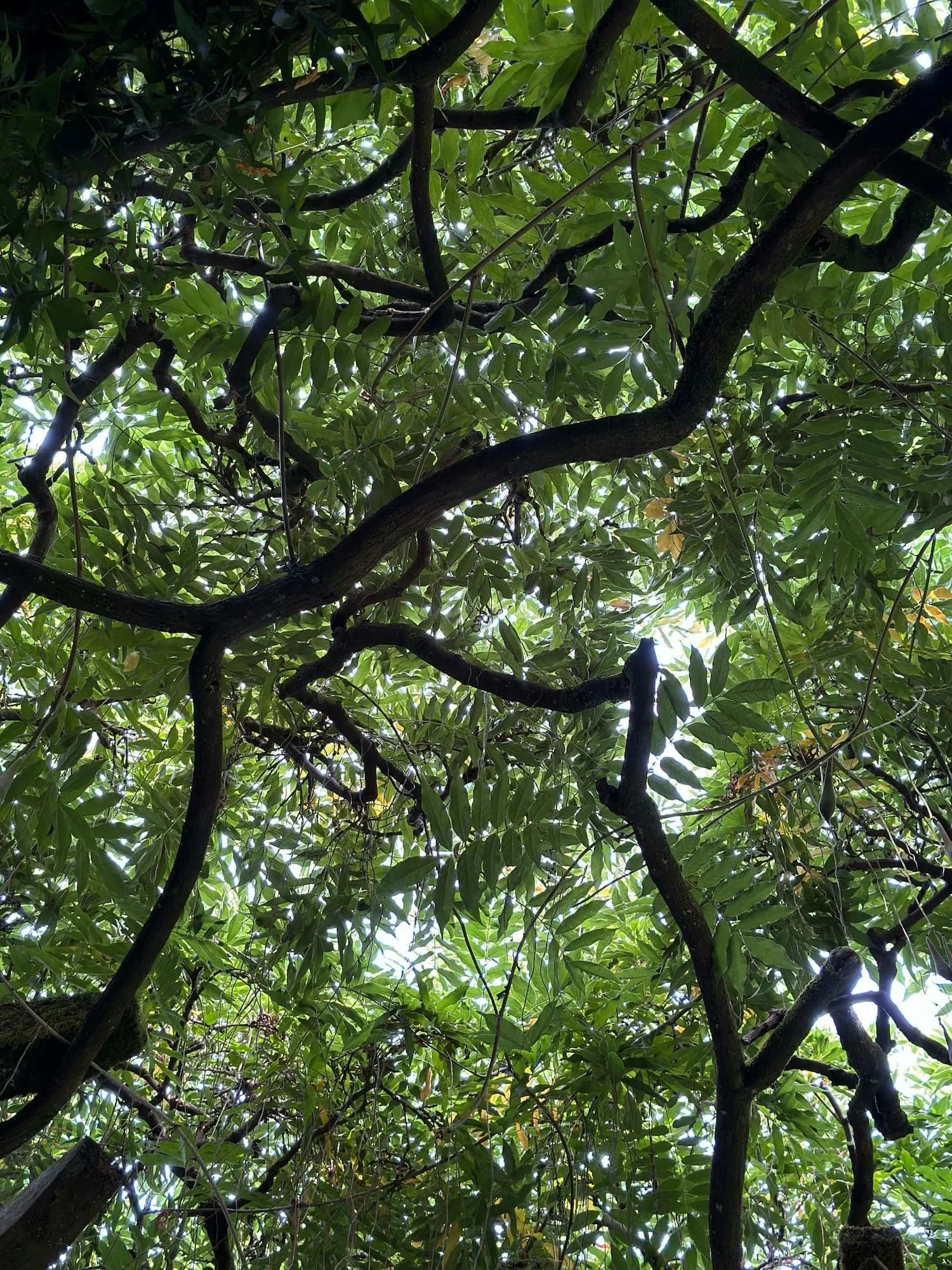 green tree tops on blue sky background