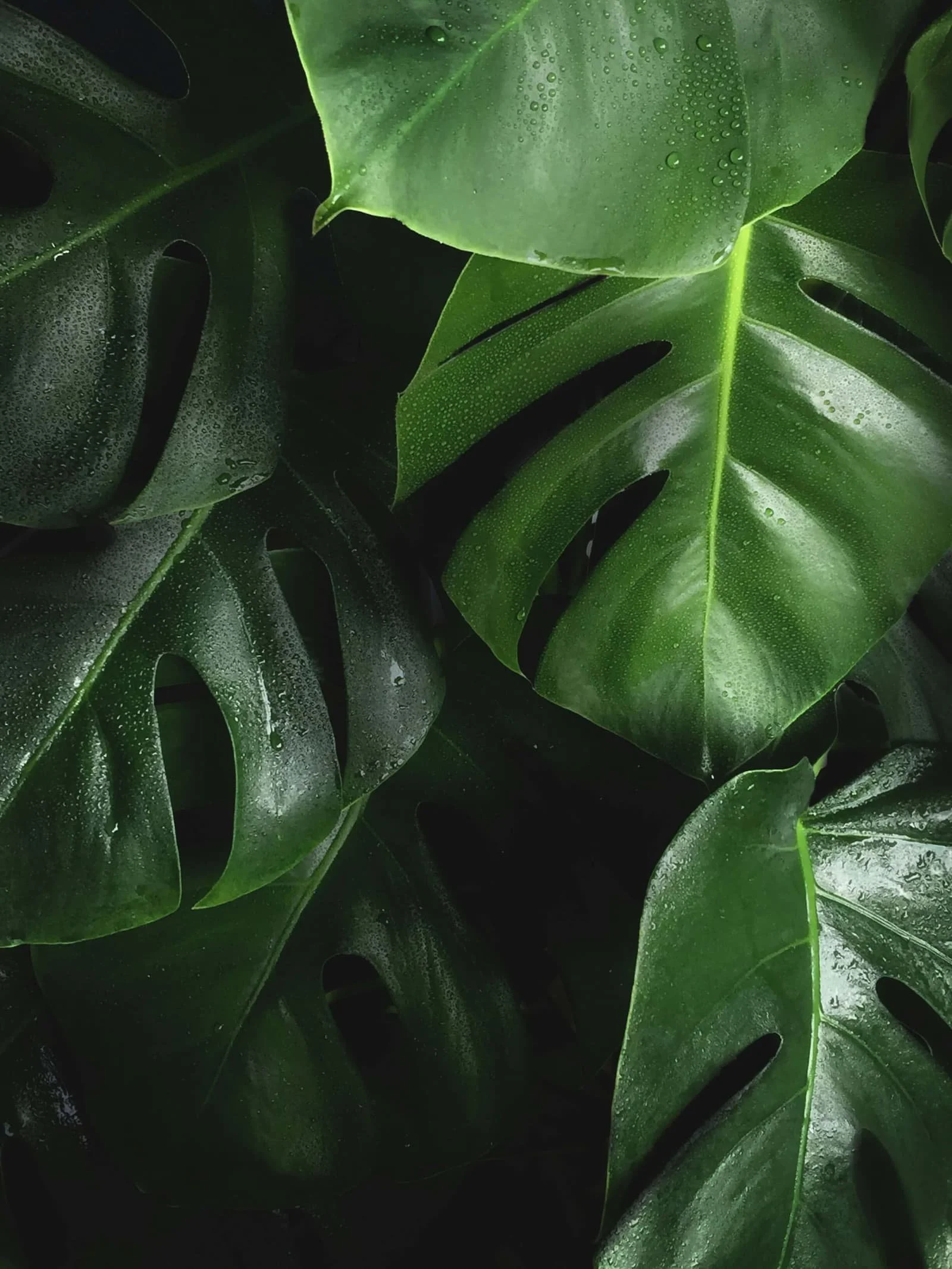 green monstera leaves black background