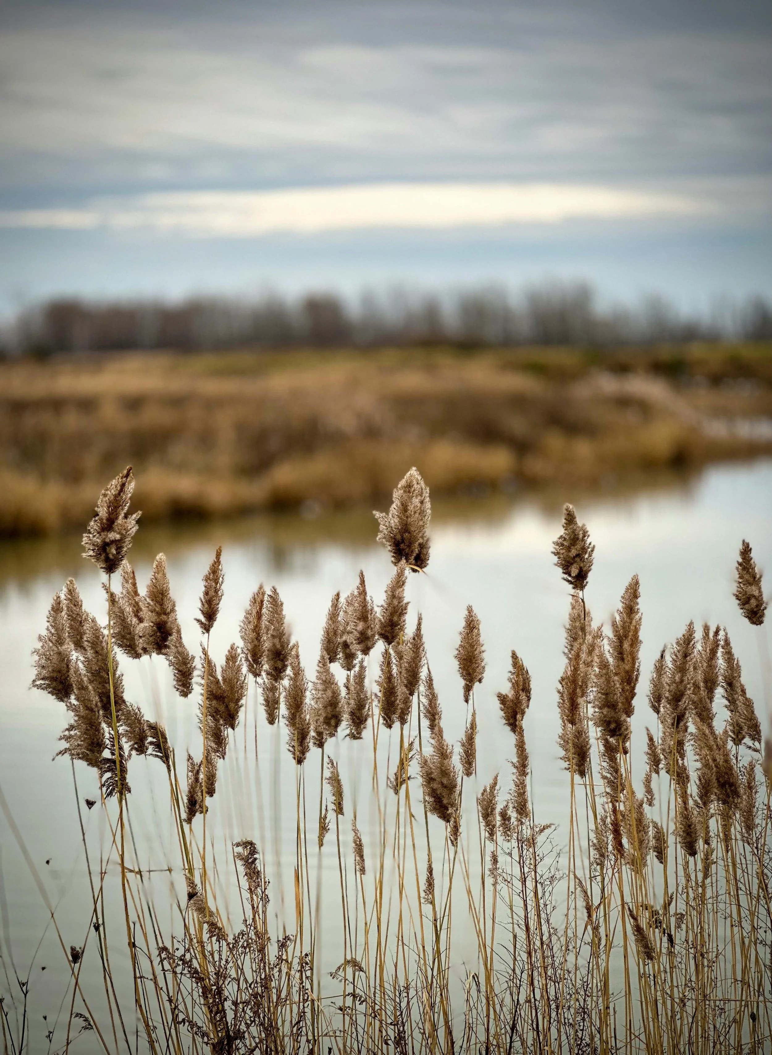 Tall, dry brown grass in the foreground with a blurry background of a cloudy sky and a distant view of a tree line across the water.