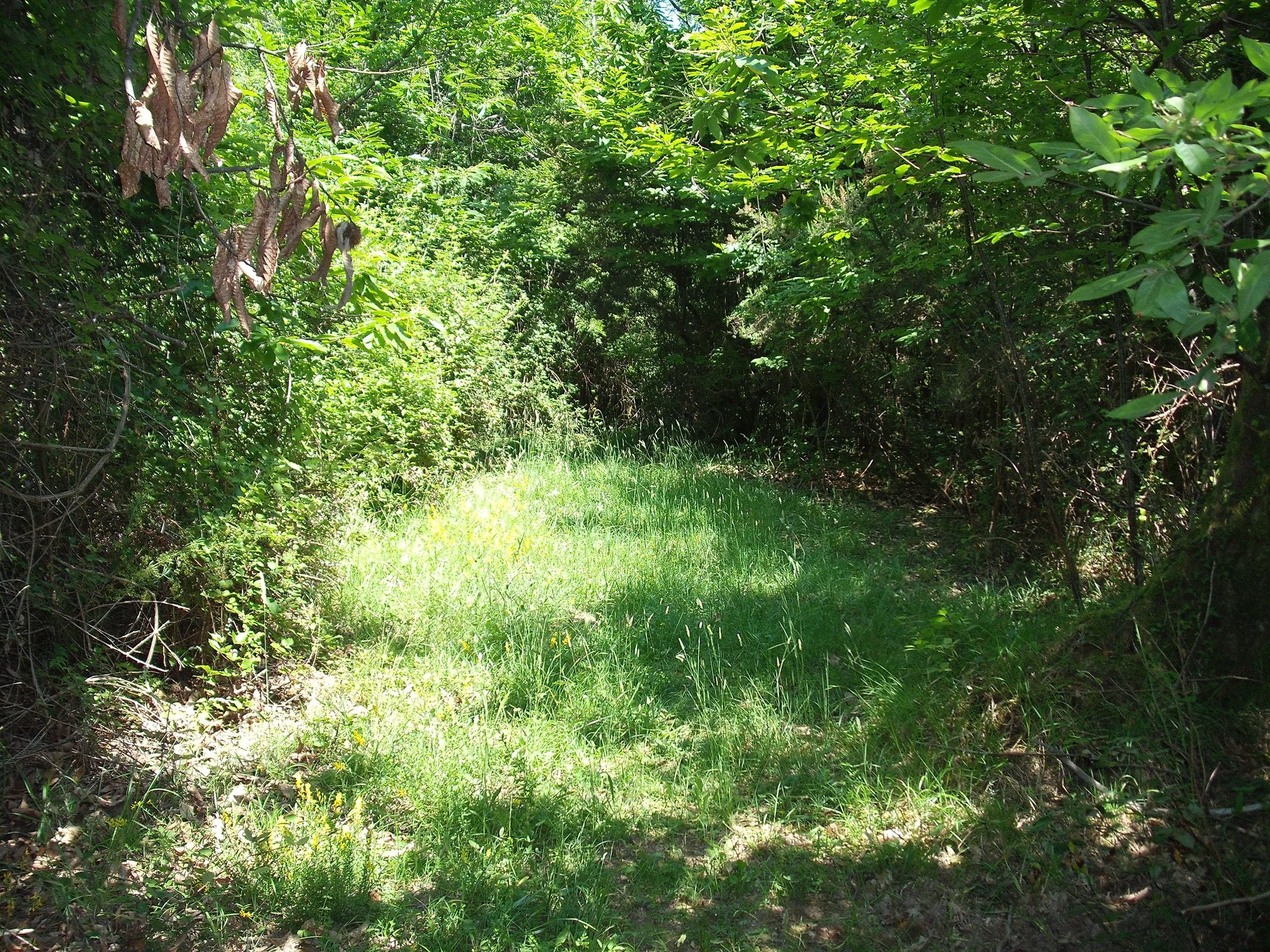 Took a wrong turn down this path, it was too inviting.