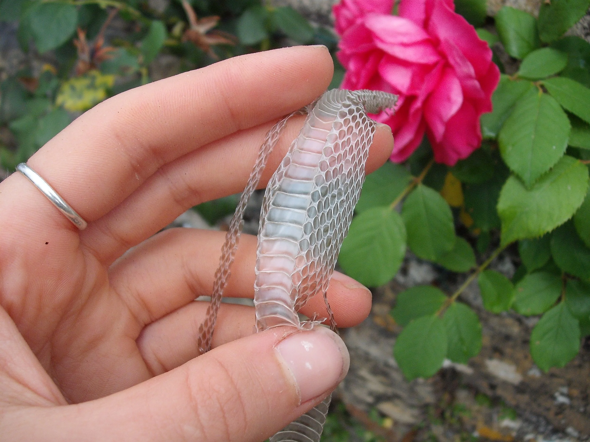 Snake skin in the rose bush