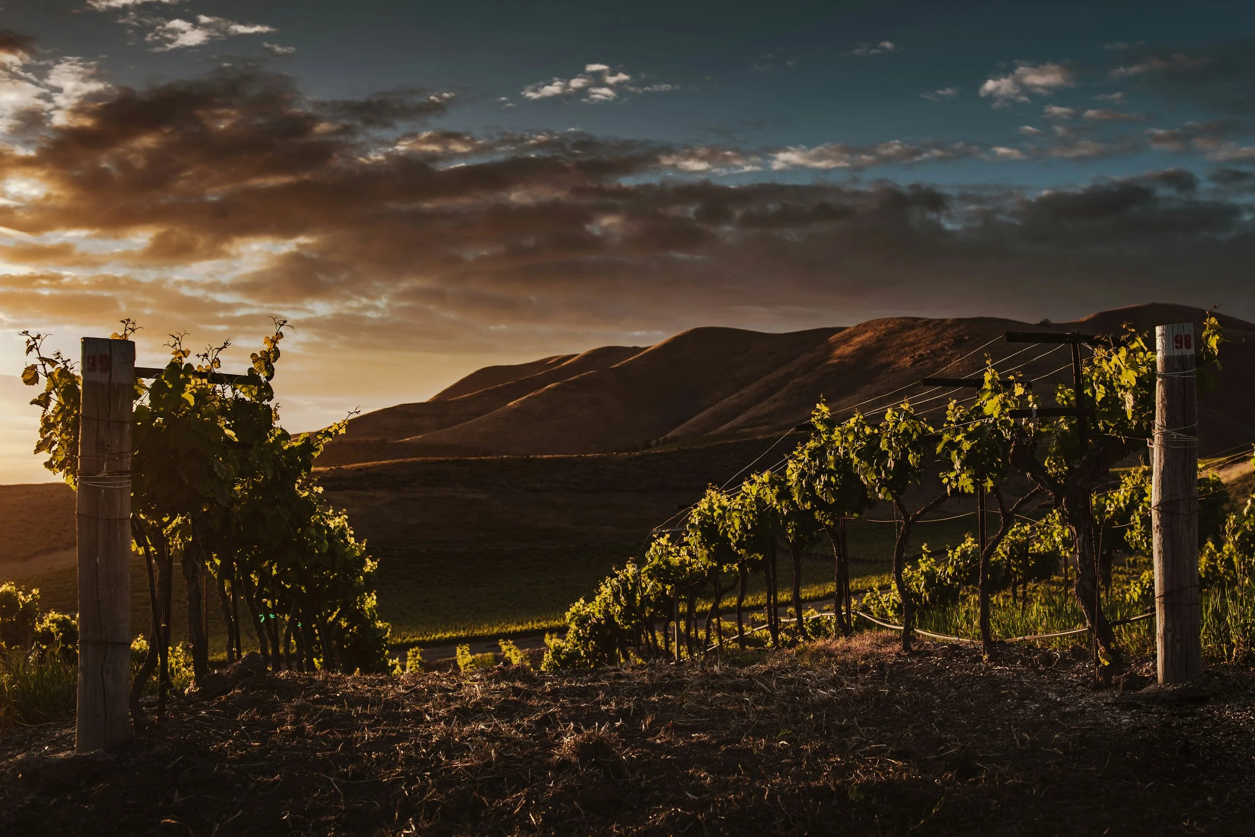 Vineyard with lush green grapevines under a dramatic sky at sunset, rolling hills in the background.