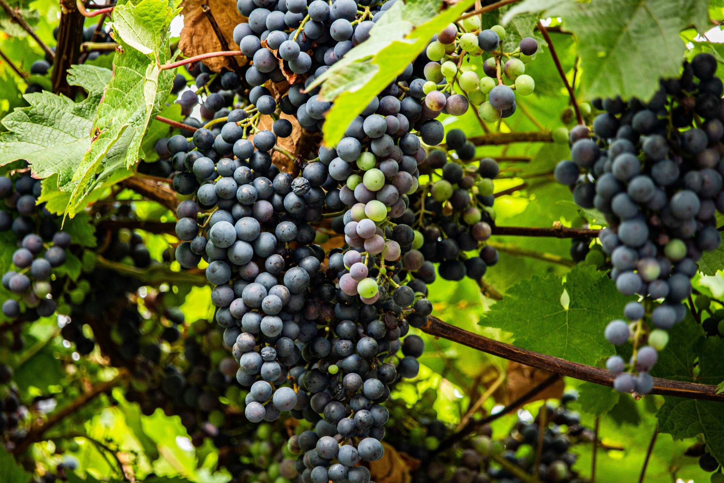 Close-up of a bunch of ripe purple grapes hanging from a vine among green leaves.