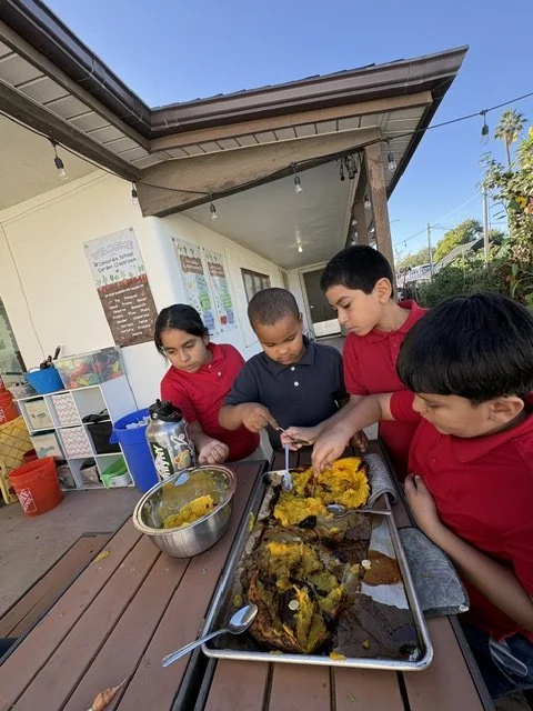 Processing a pumpkin that students grew in the garden