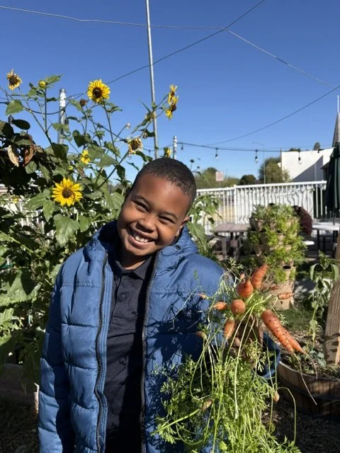 Carrots harvested fresh from the school garden!