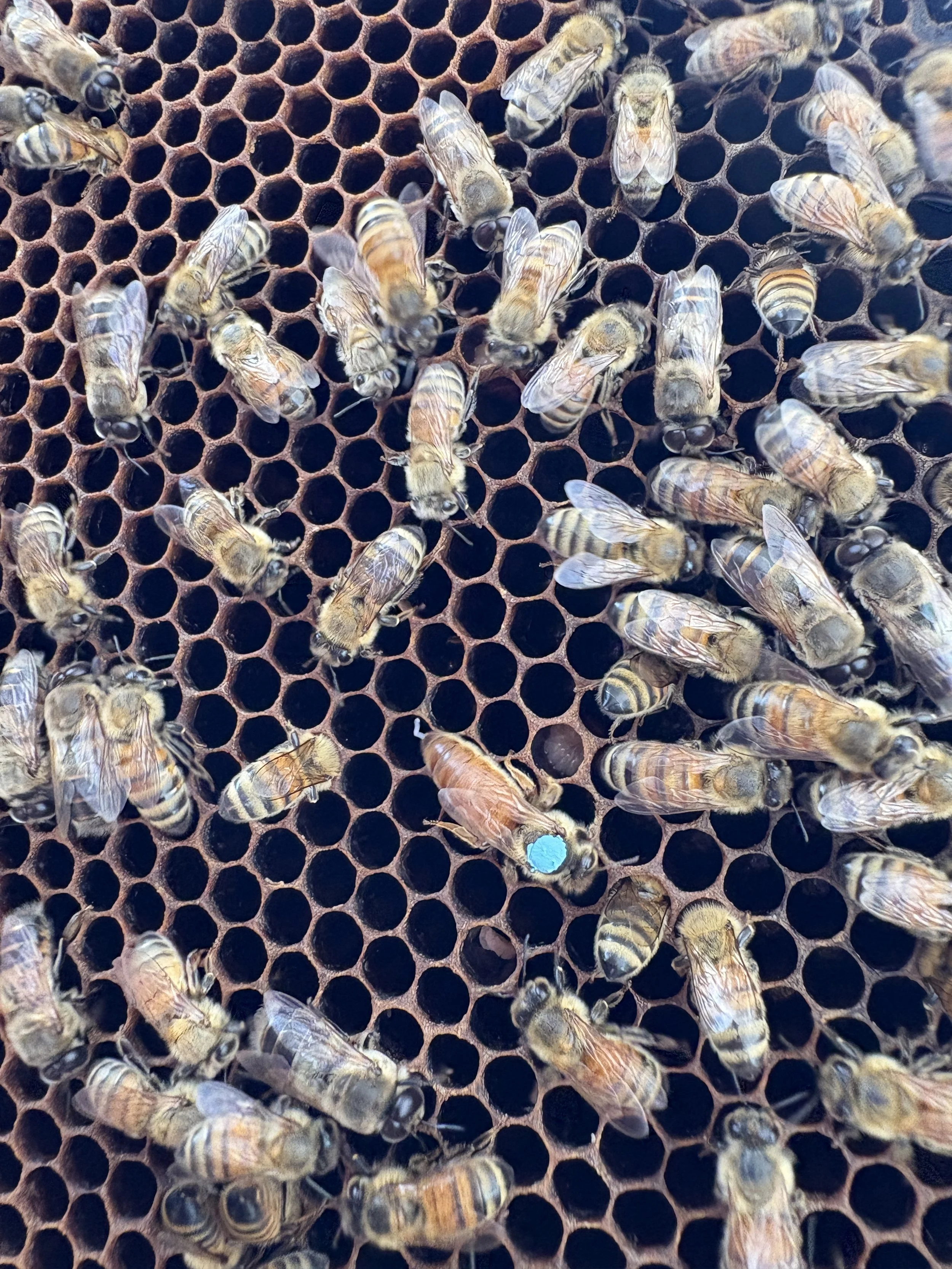 Close-up of a honeycomb with worker bees on it.