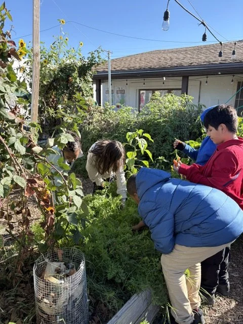 Working hard and harvesting carrots in the school garden