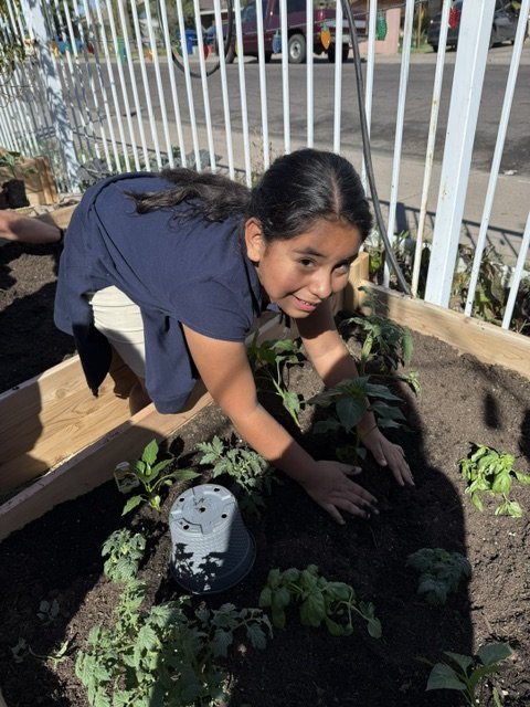 Planting tomatoes and peppers in the garden!