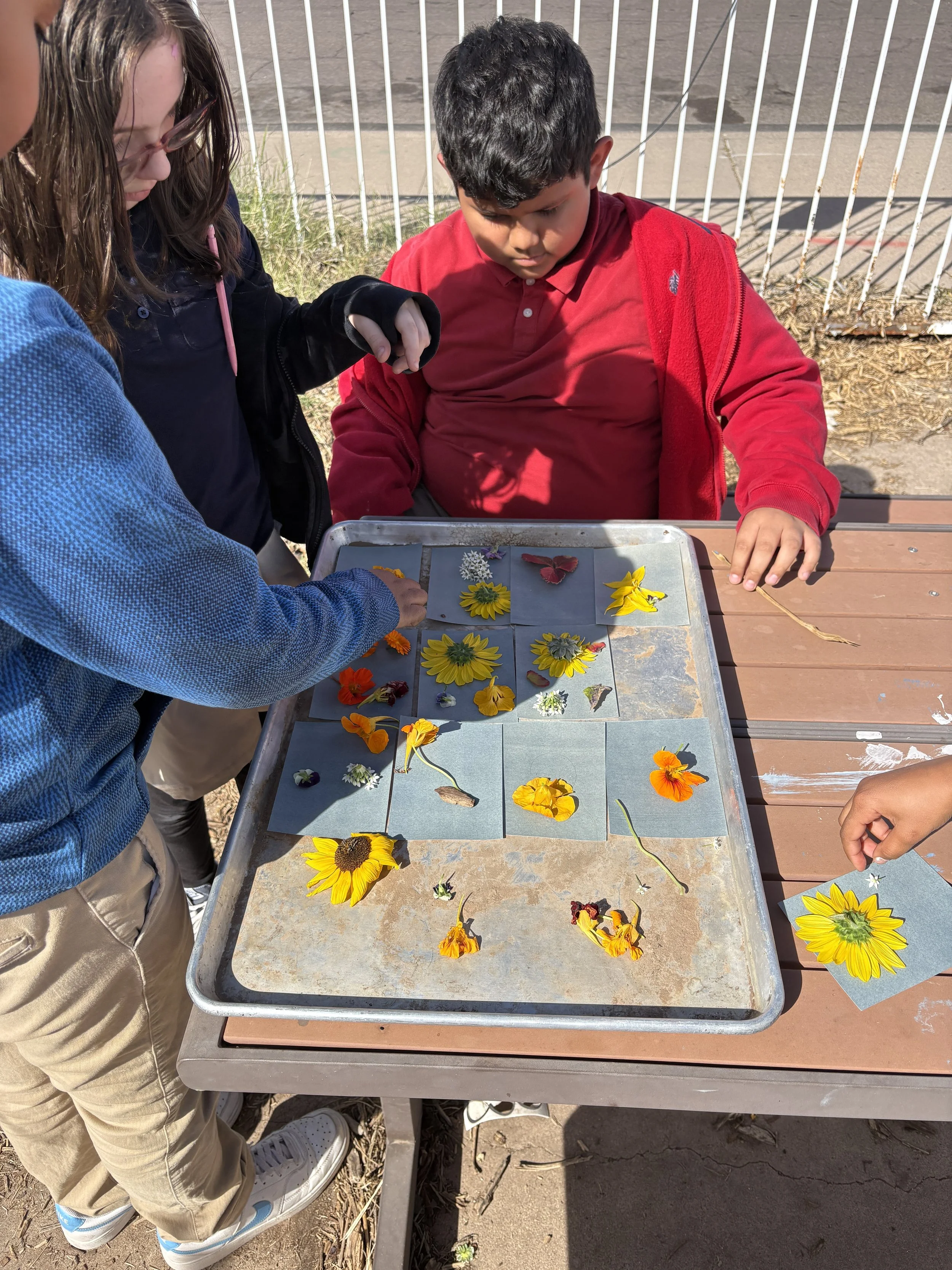 Using the sun to make art 
