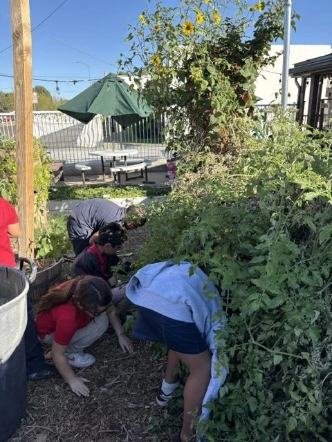 Getting lost in the tomato plants