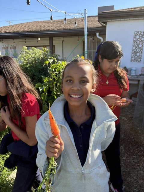 Carrots harvested fresh from the school garden!