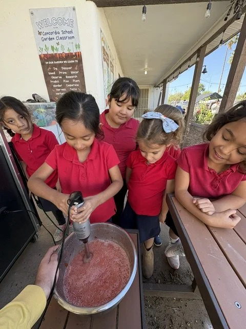 Making ketchup with freshly harvested tomatoes from the school garden
