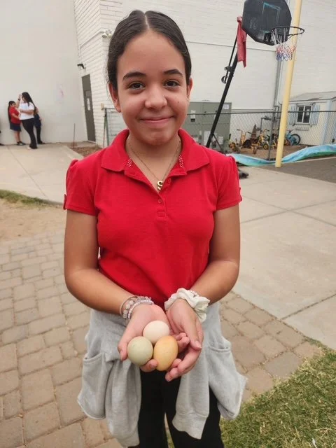 Fresh eggs from one of Concordia's  hens. In the school garden, there is a chicken coop that is home to 6 hens and 1 rooster!