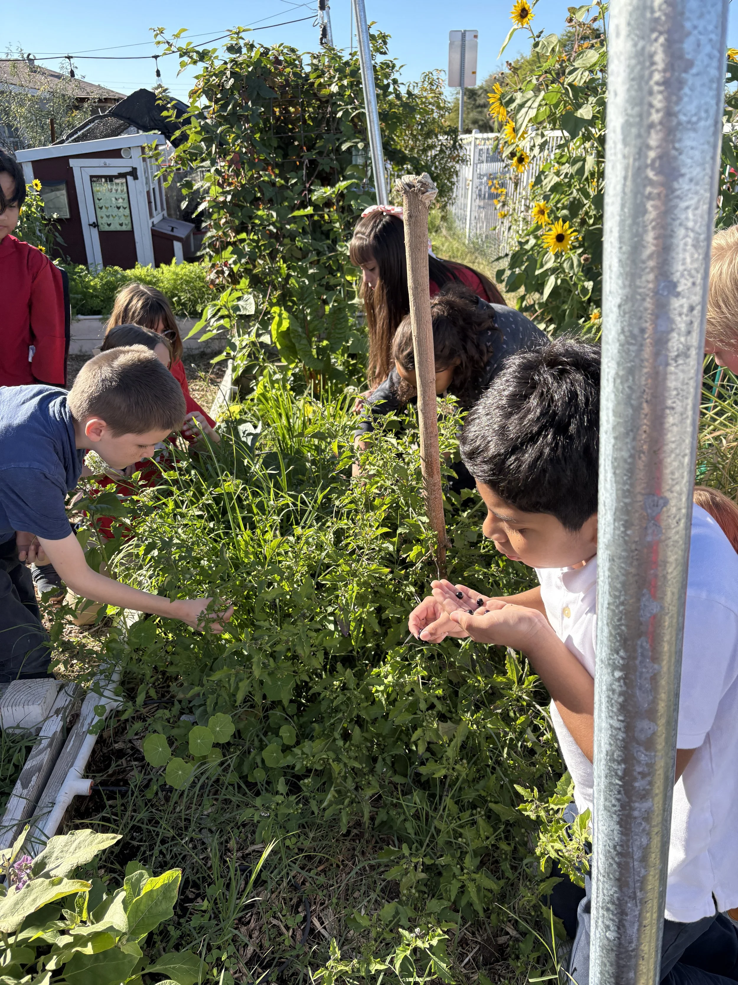 Harvesting berries