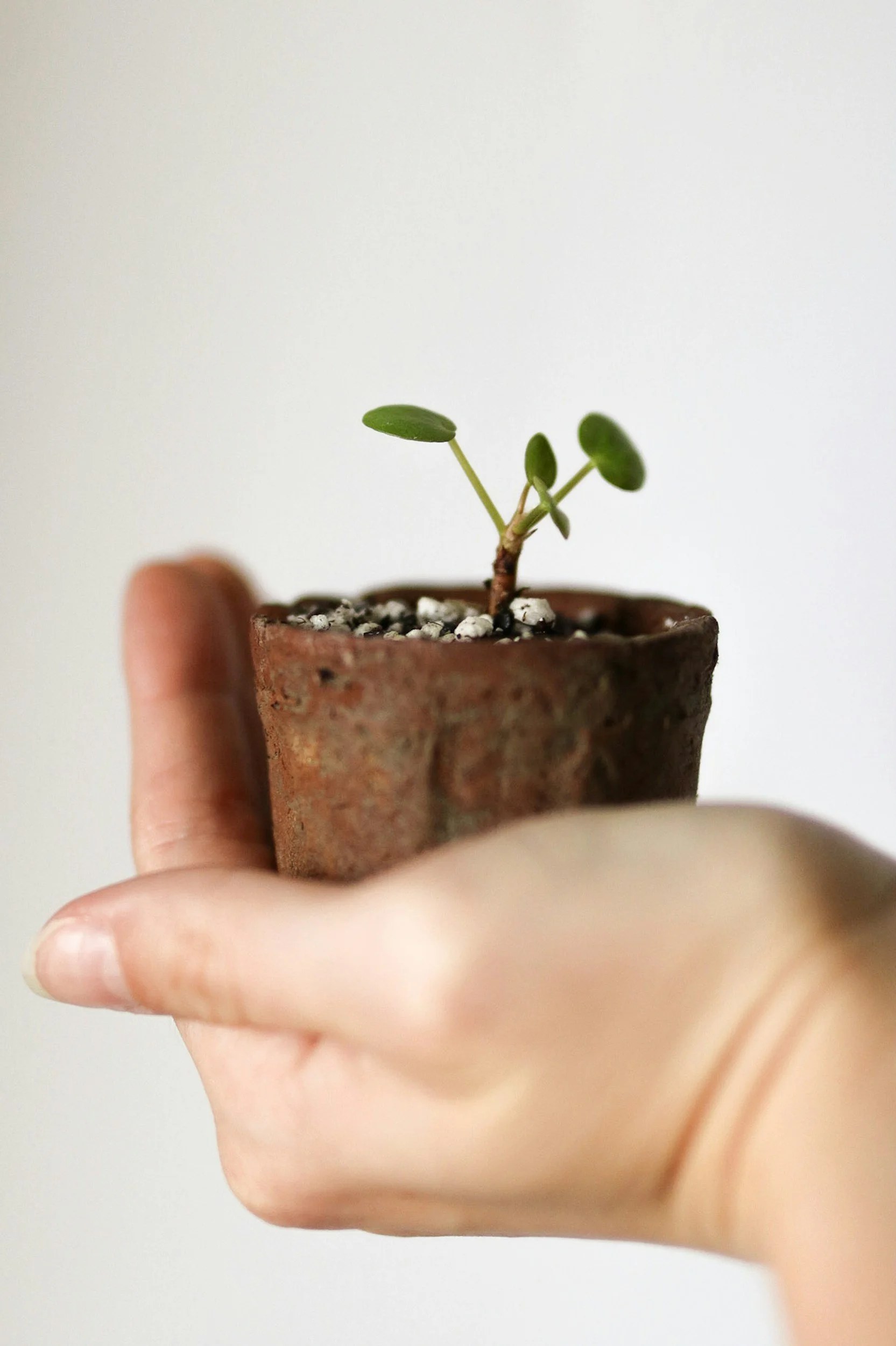 Close-up of a person's hand holding a small terracotta pot with a sprouting seedling.