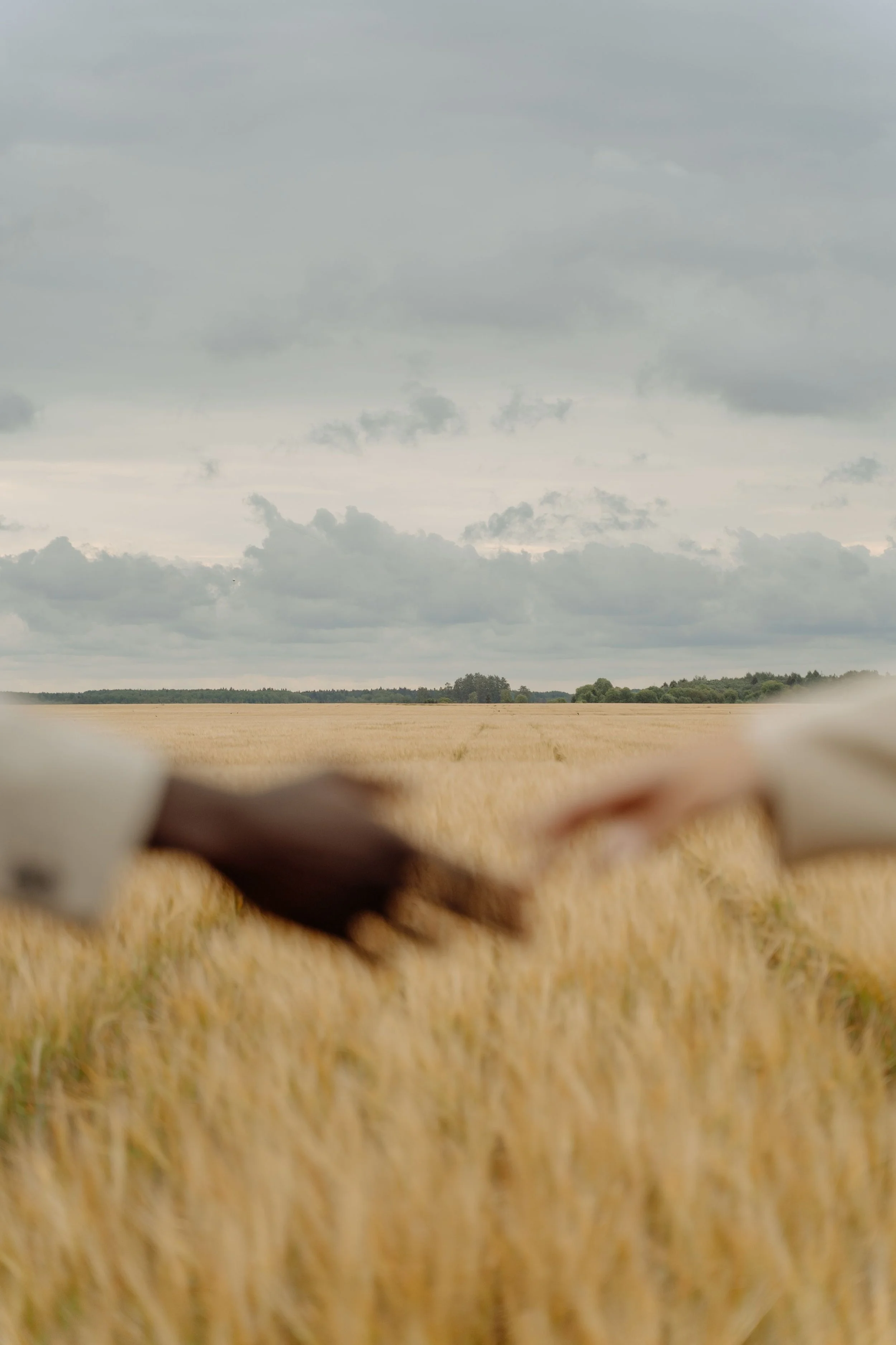Blurred foreground of fallen leaves, with a vast field of wheat, trees, and a cloudy sky in the background.