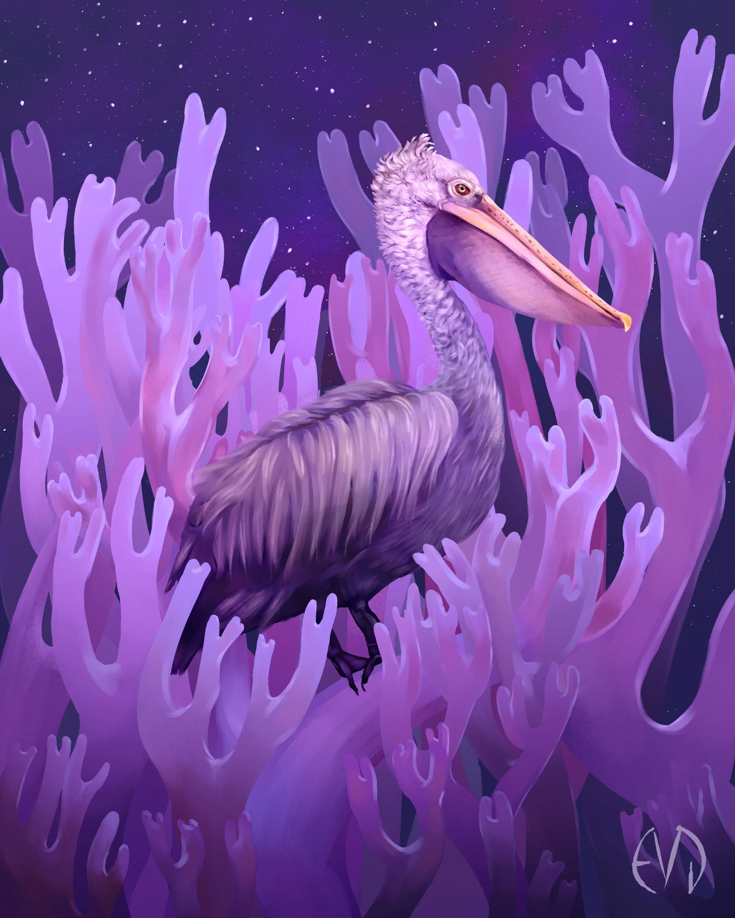 Pelican and Fungus Print
