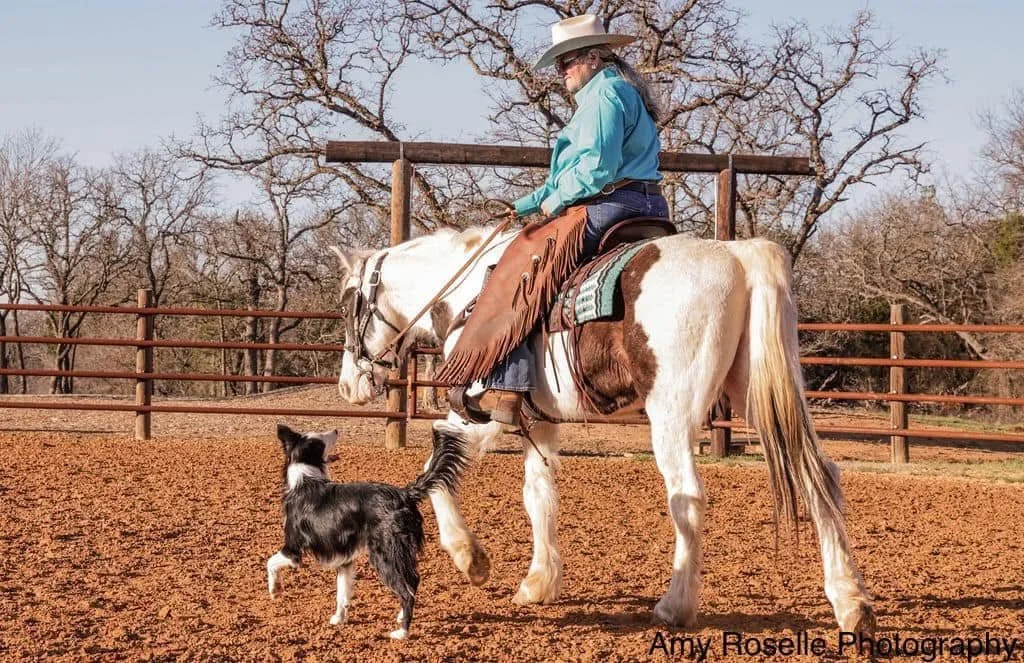 Buckle Series Shows