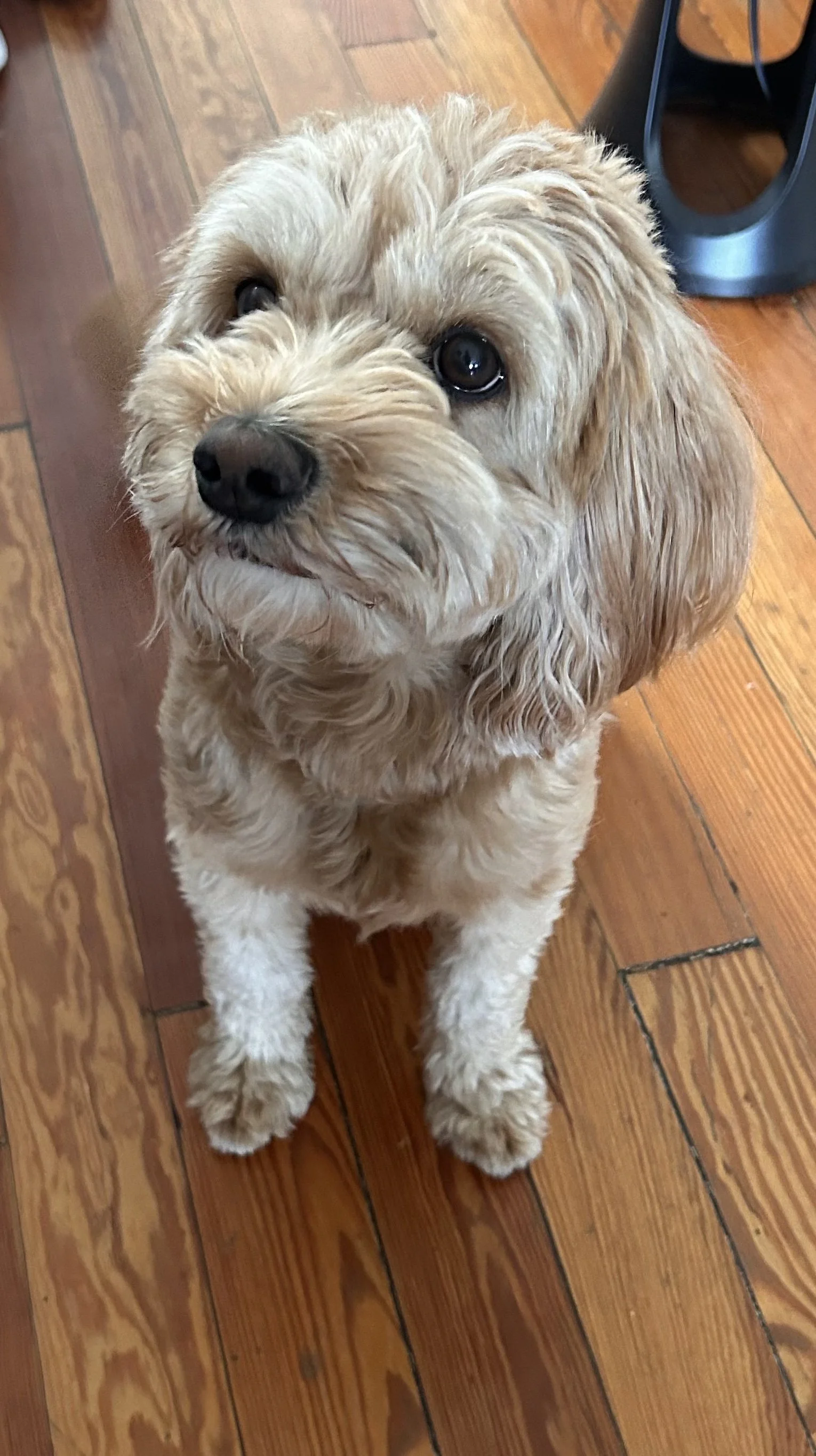 A light-colored, curly-haired dog with brown eyes sitting on a wooden floor, looking up.
