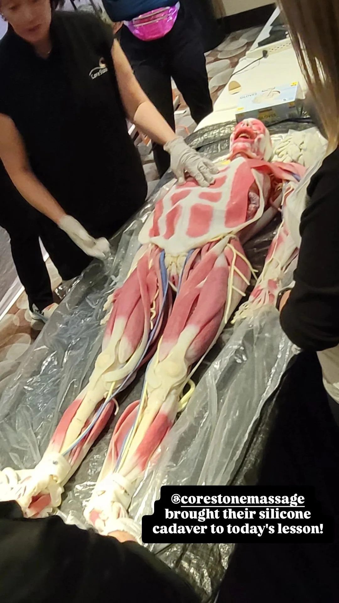 A person wearing gloves is presenting a silicon human cadaver model with visible muscles and bones on a table, with another person in the background, at a class or workshop setting.