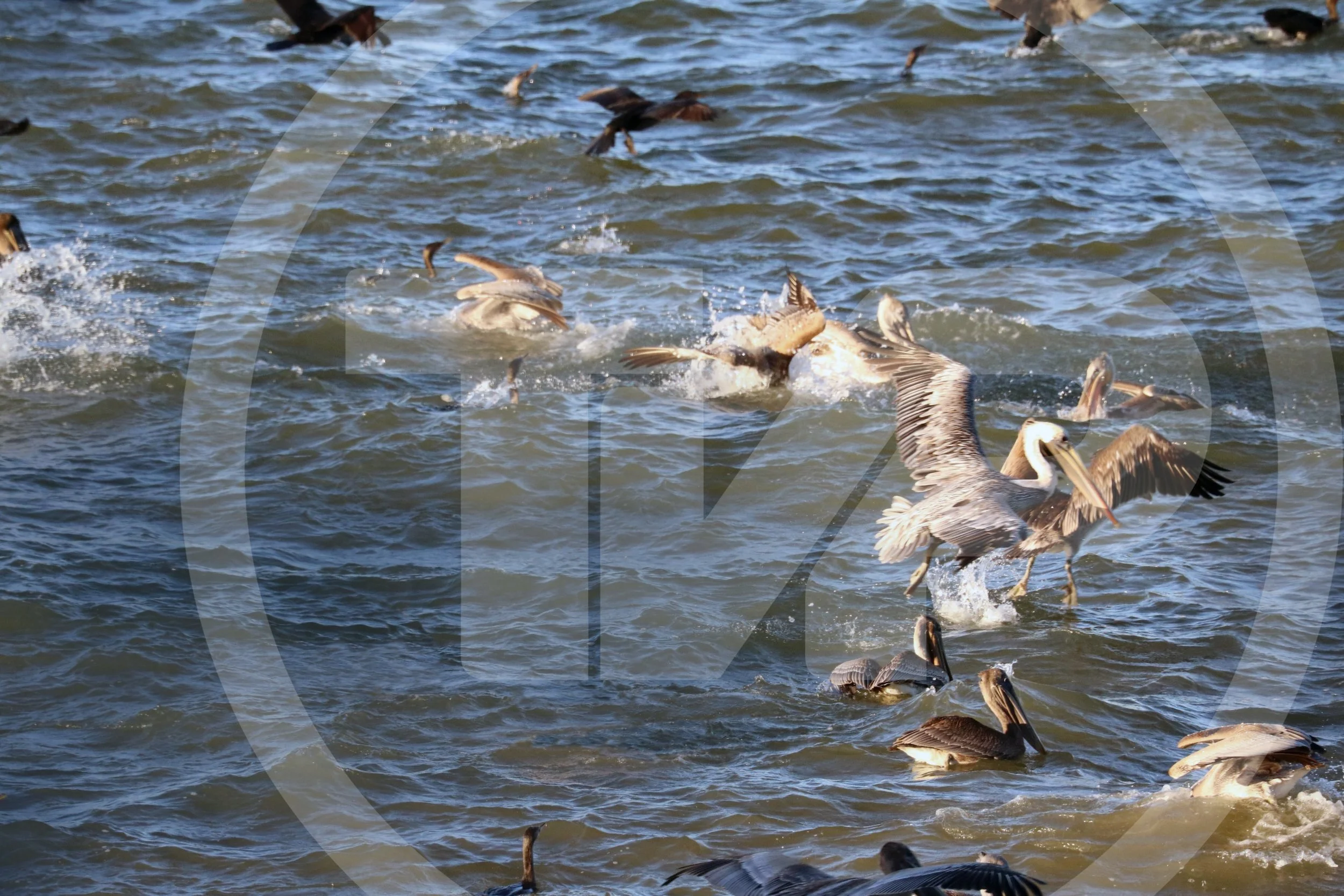 Photograph of pelicans and shore birds taking off from the water surface
